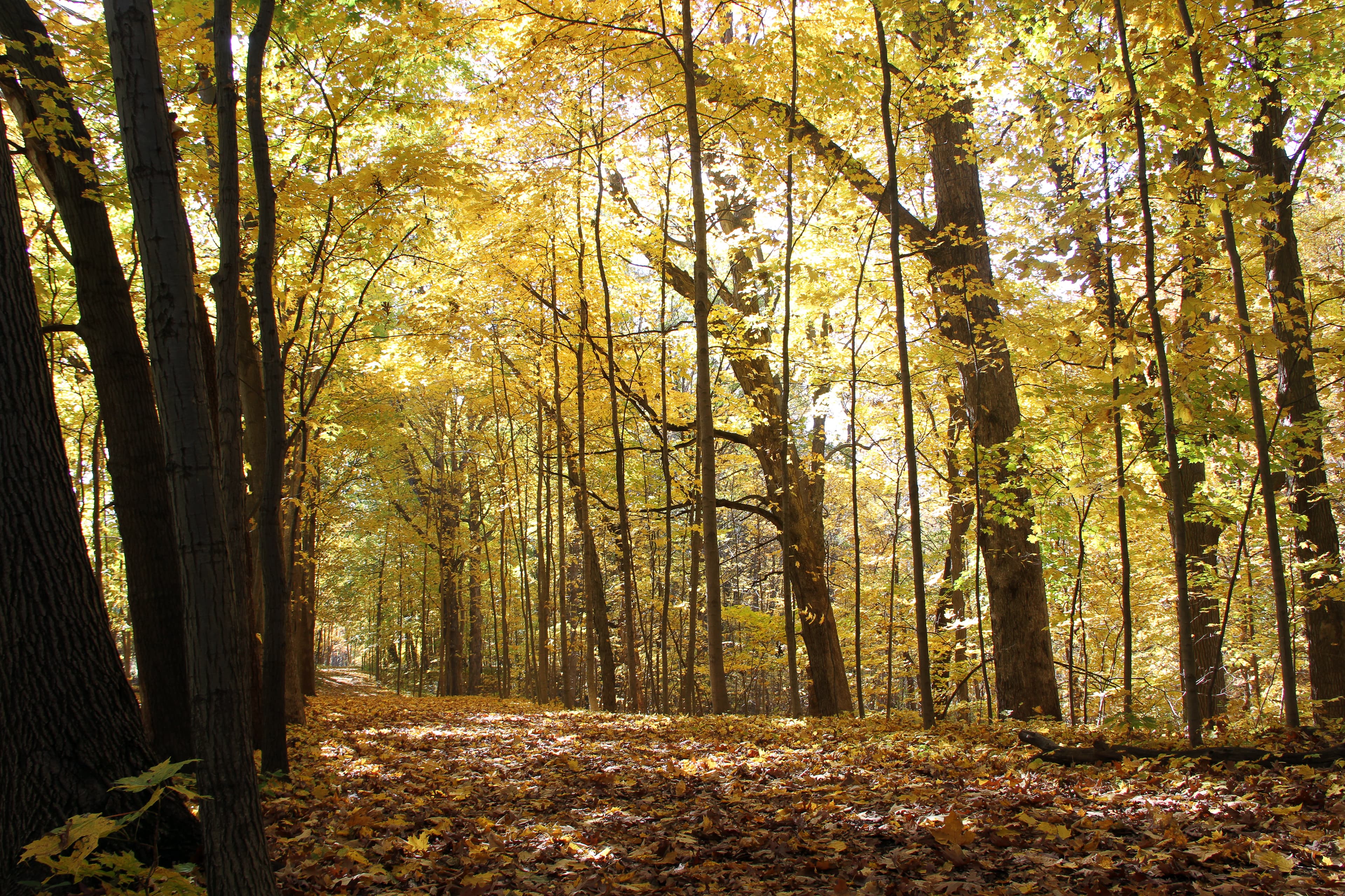 Trees with brightly colored leaves line the trail at Chellberg Farm.