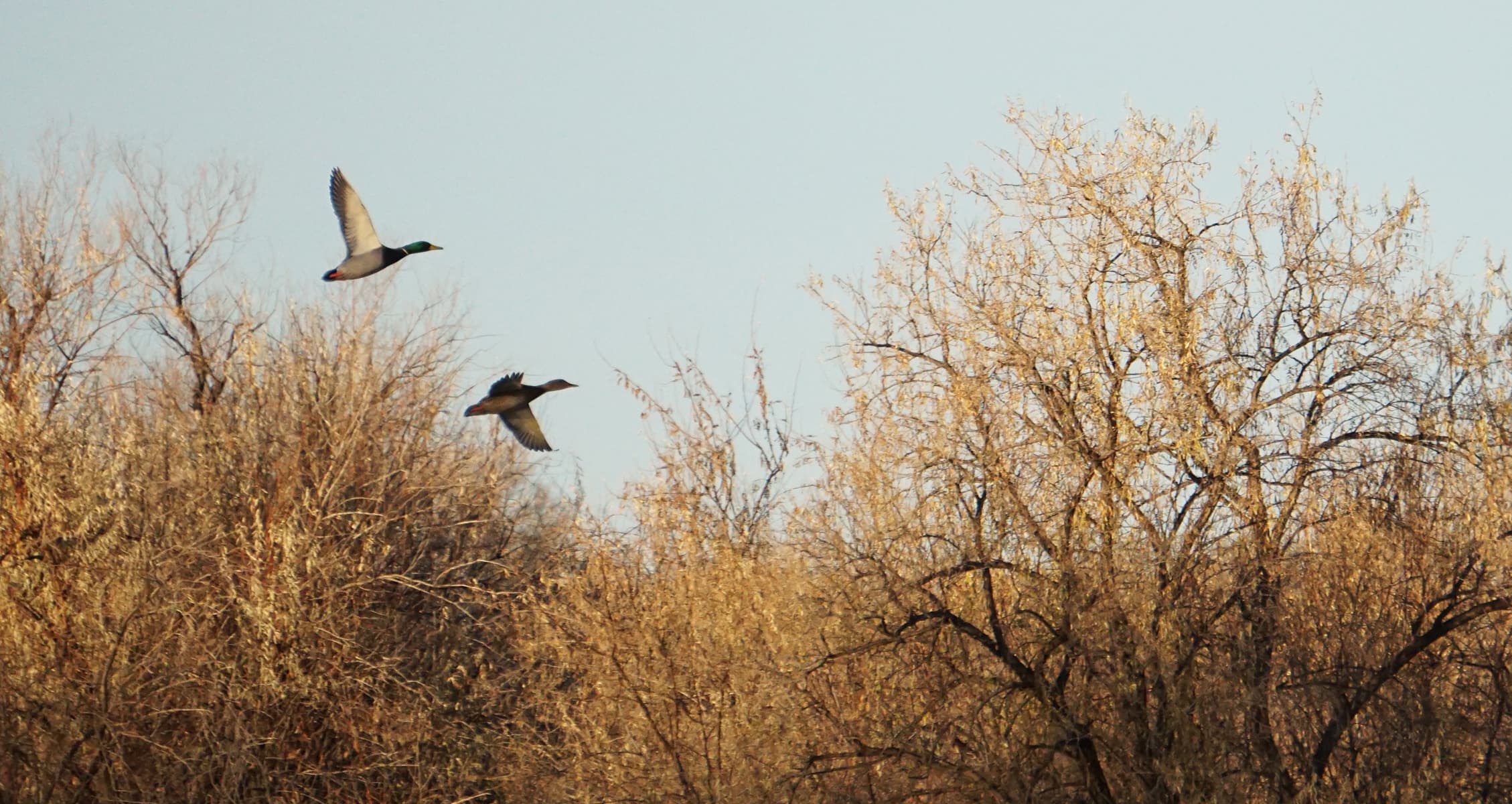 Two ducks take off from a pond surrounded by thick vegetation.