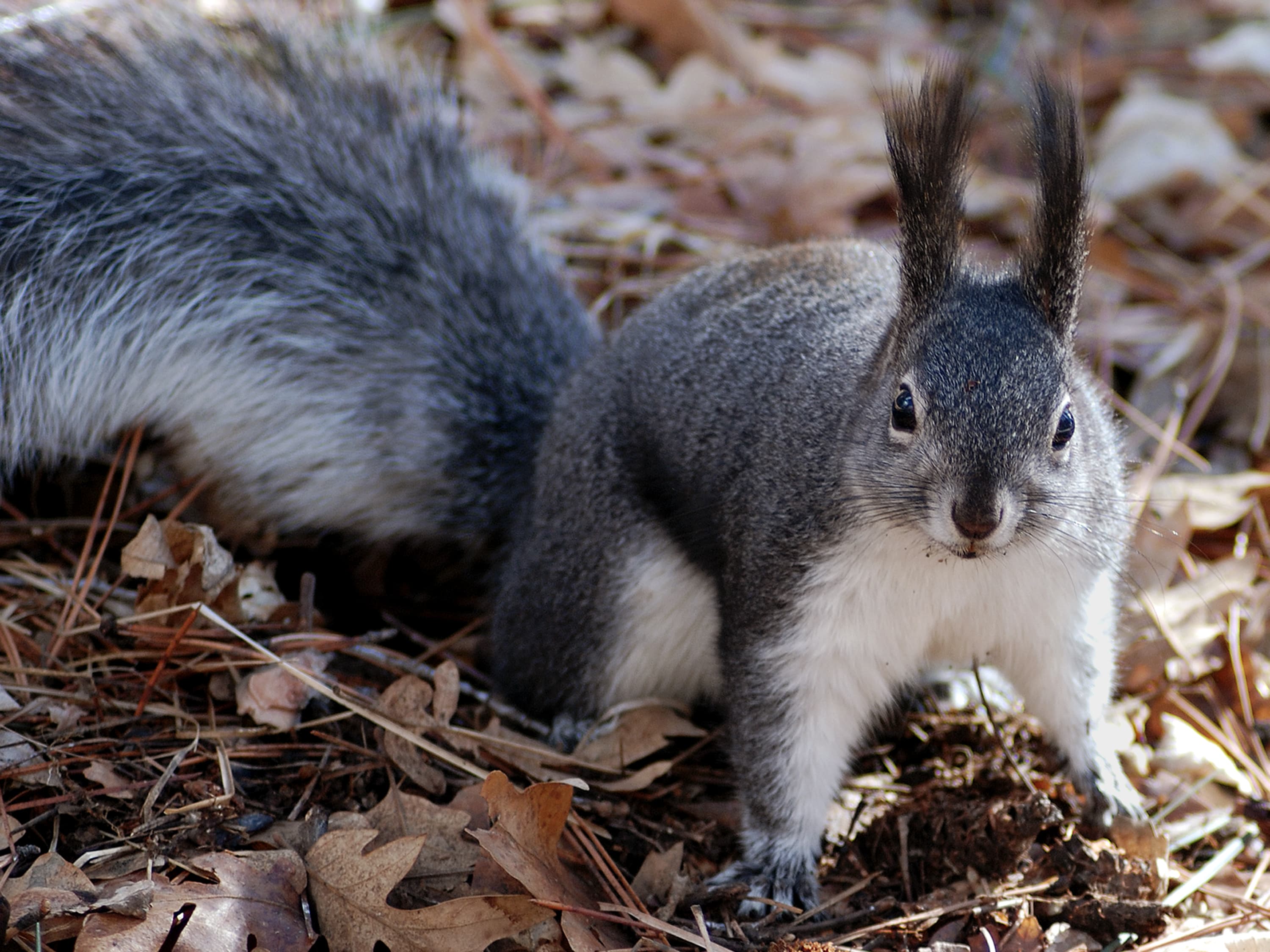 Abert Squirrel