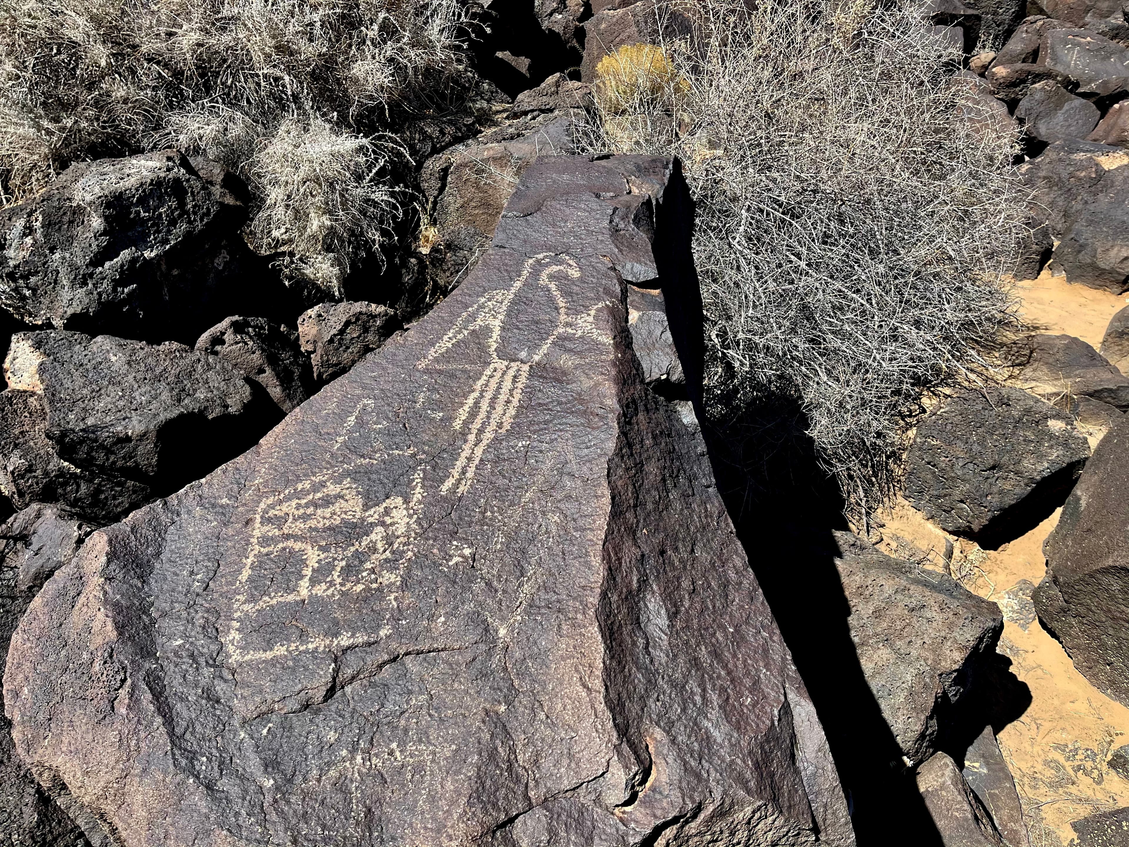 A petroglyph of a macaw parrot on a dark volcanic boulder.