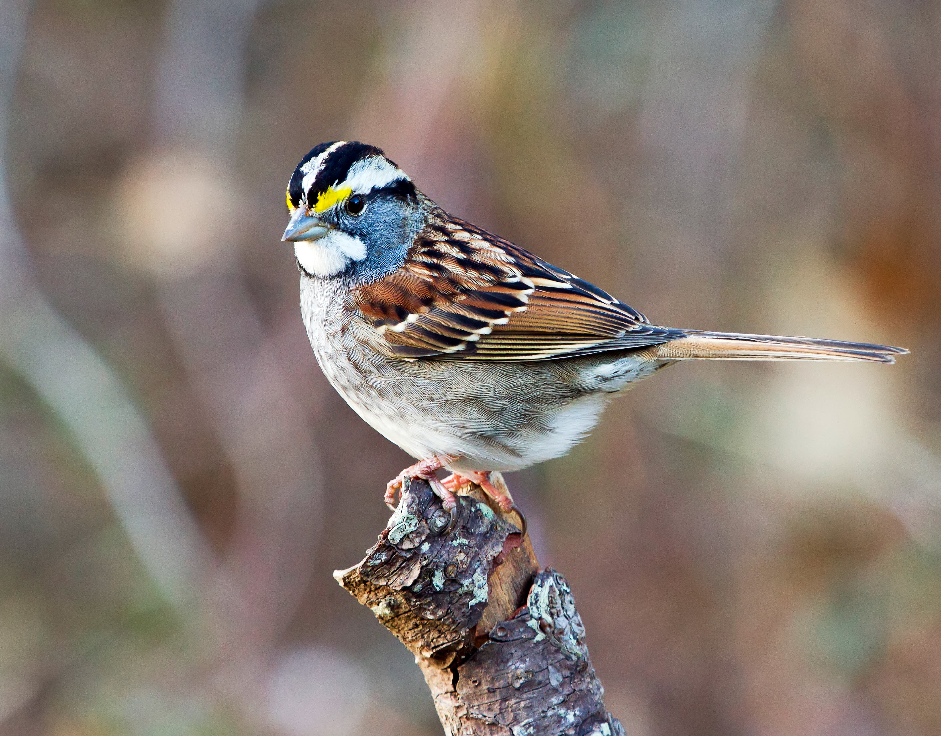 A small bird with brownish wings, white throat, and yellow eyebrows.