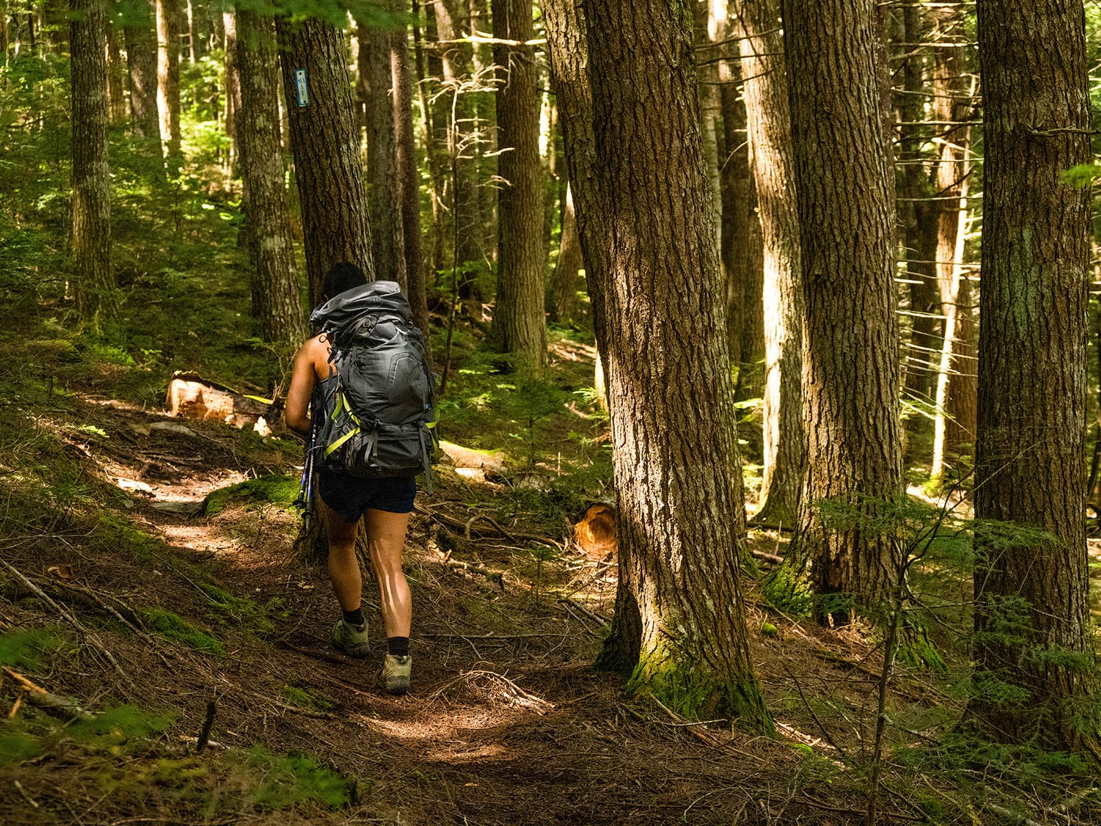 A person with a backpacking pack hikes through the dense forest on the IAT. The trail is uneven.