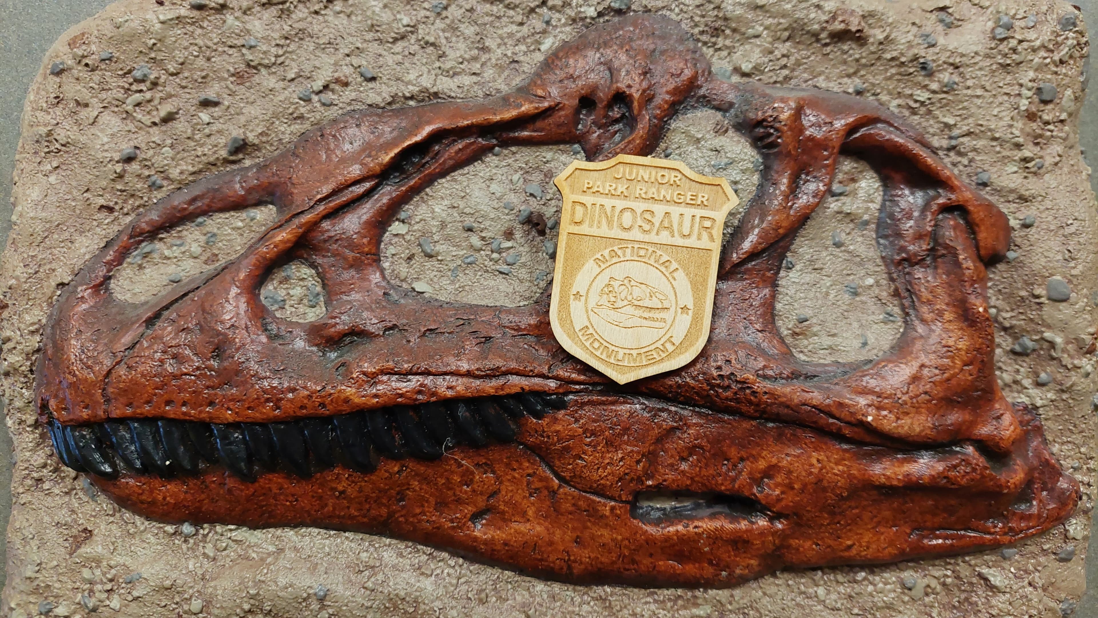 An Allosaurus fossil skull with a junior ranger badge over the eye.