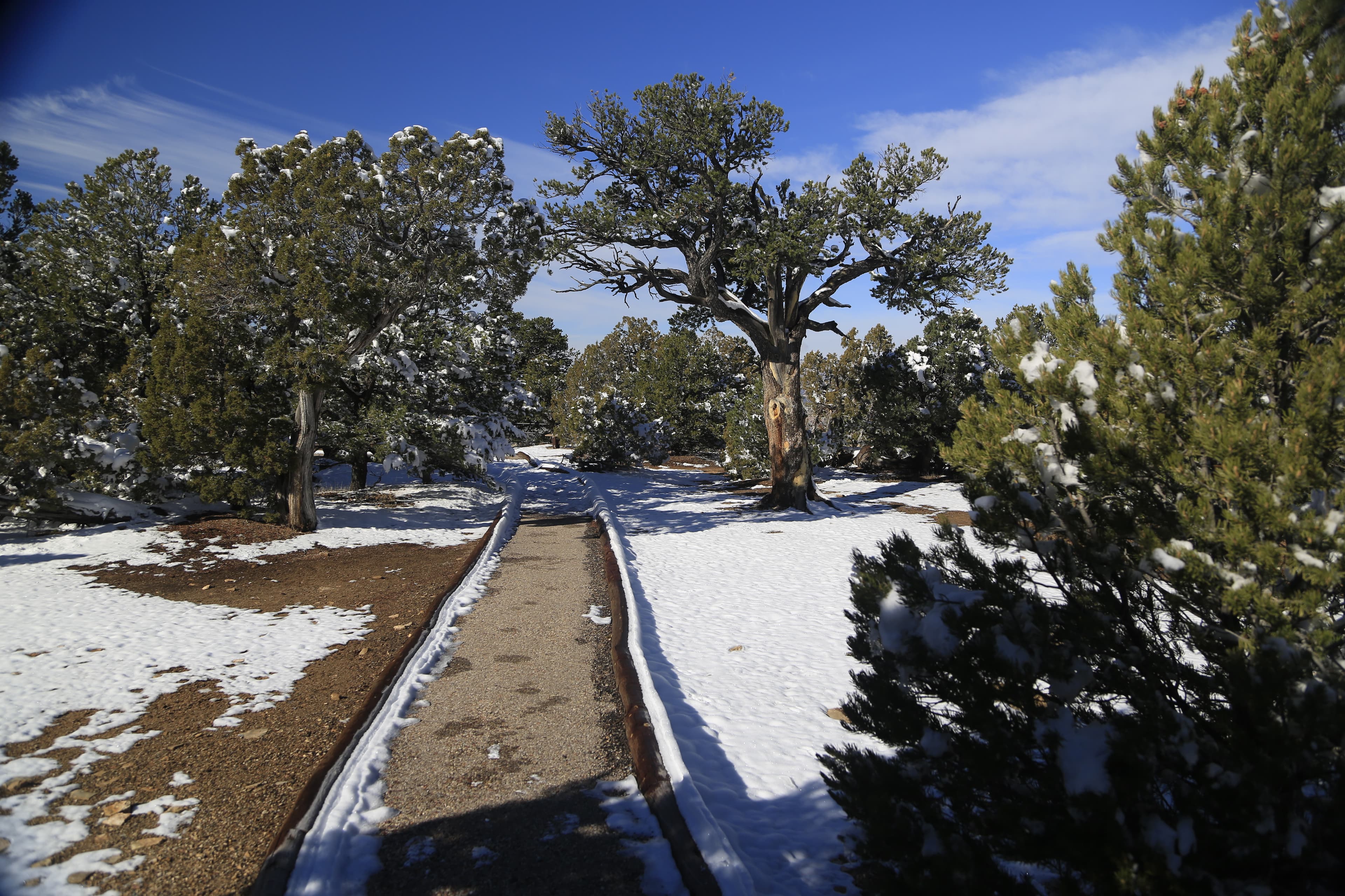 A paved trail moving between a snow covered pine and juniper forest.