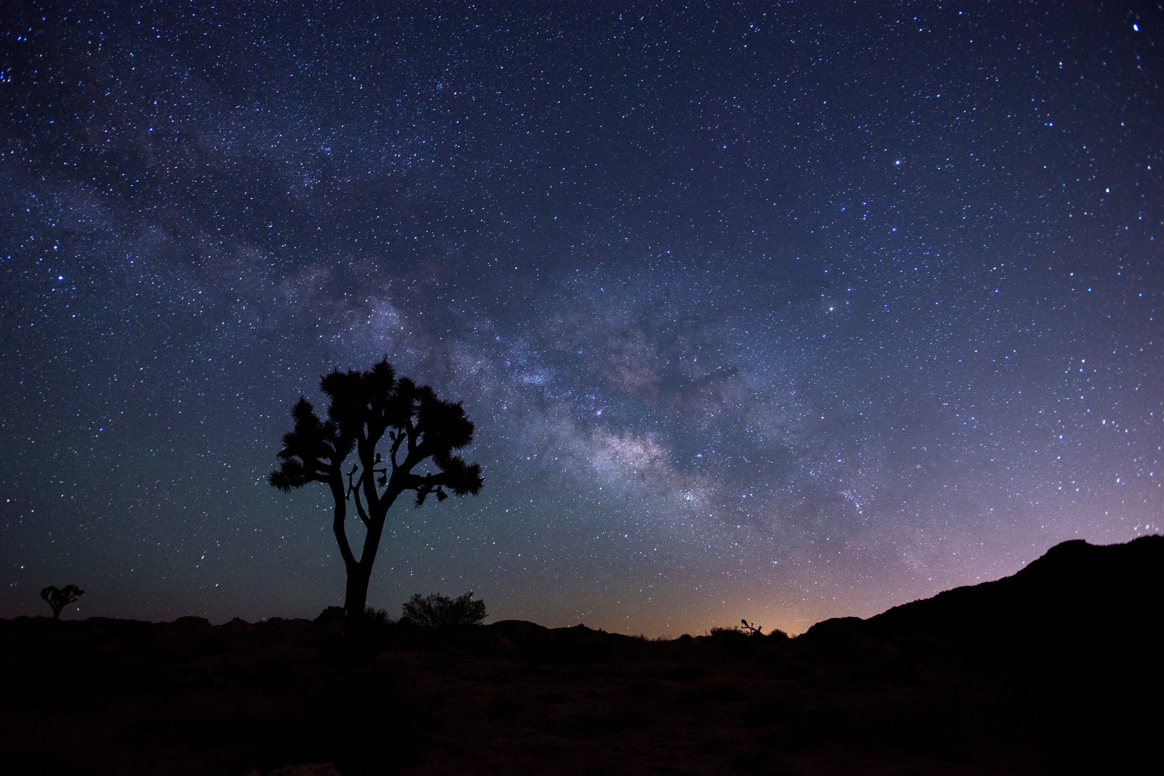 Milly way over a Joshua Tree