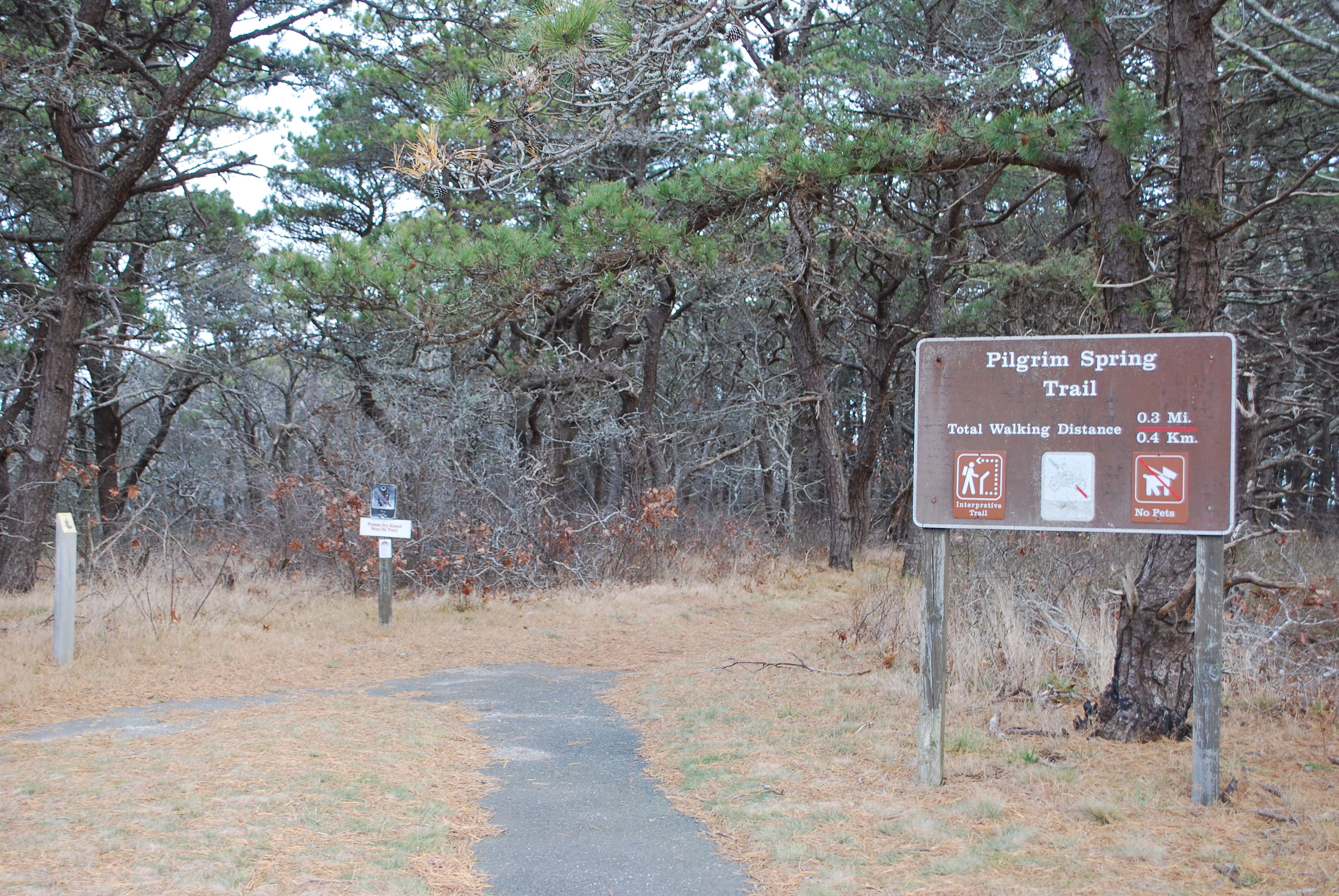 Entrance to the Pilgrim Spring trail. Pine needles on the forest floor surround the trail.