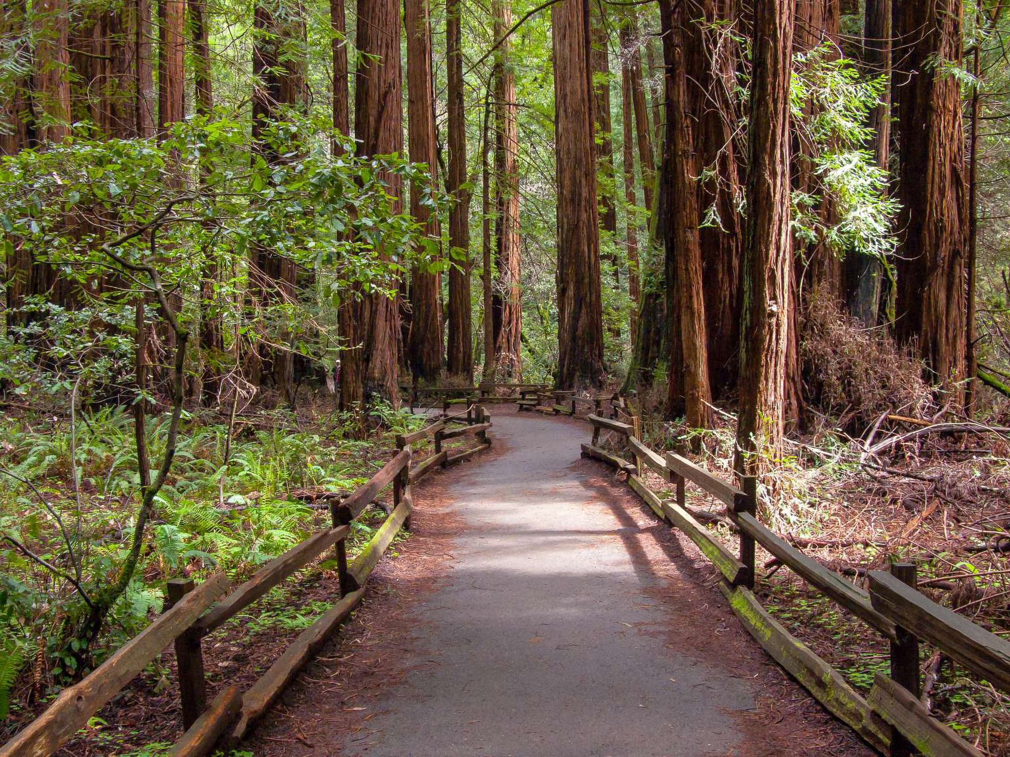 Looking down the established wooden boardwalk of the trail, surrounded on either side by redwoods