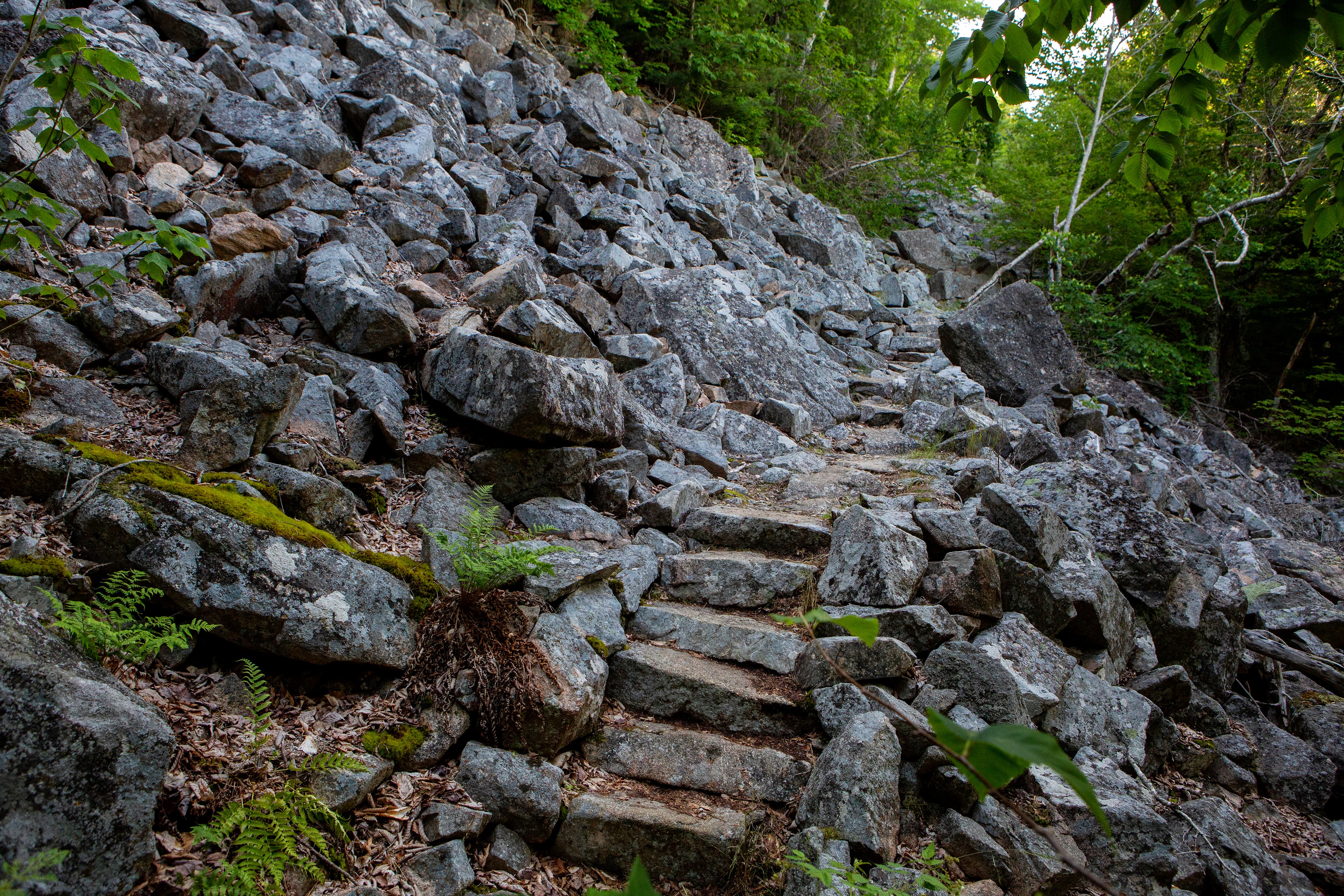 Rocky steps through a forested area
