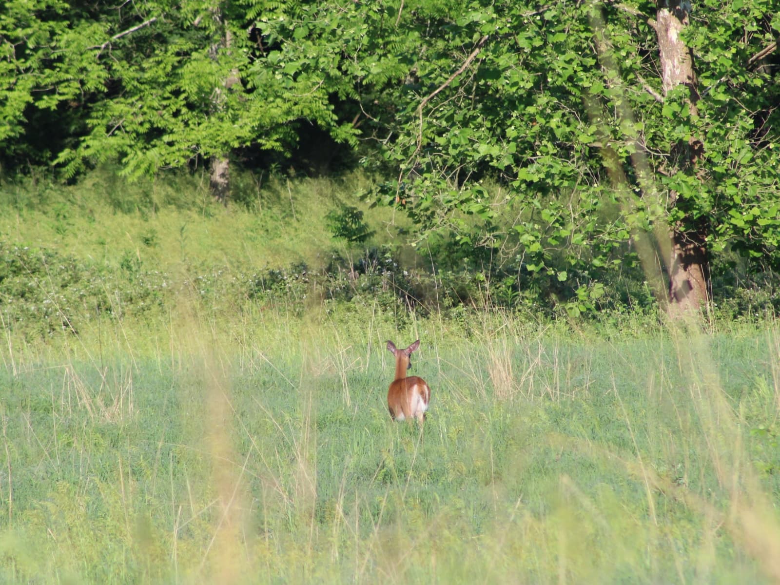 Green grass field in the battlefield with a young deer grazing