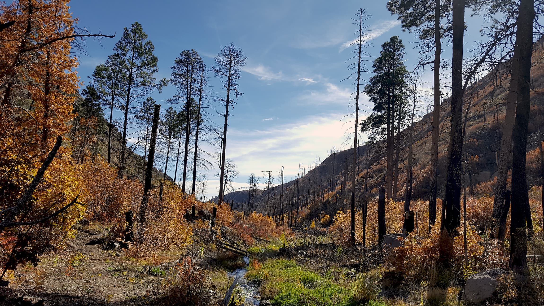 Fall colors in the backcountry of Bandelier