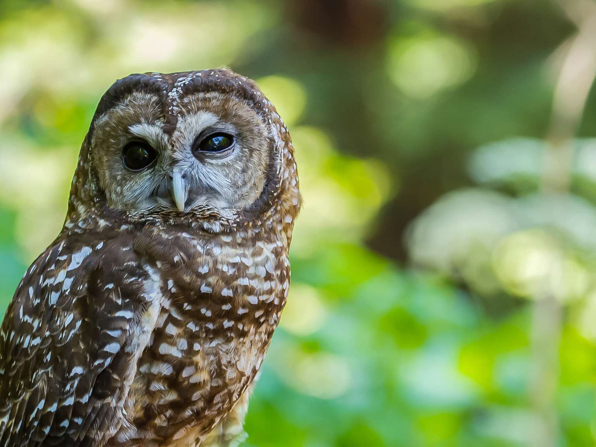 Close up photograph of a brown with white spots, blacked eyed Northern Spotted Owl