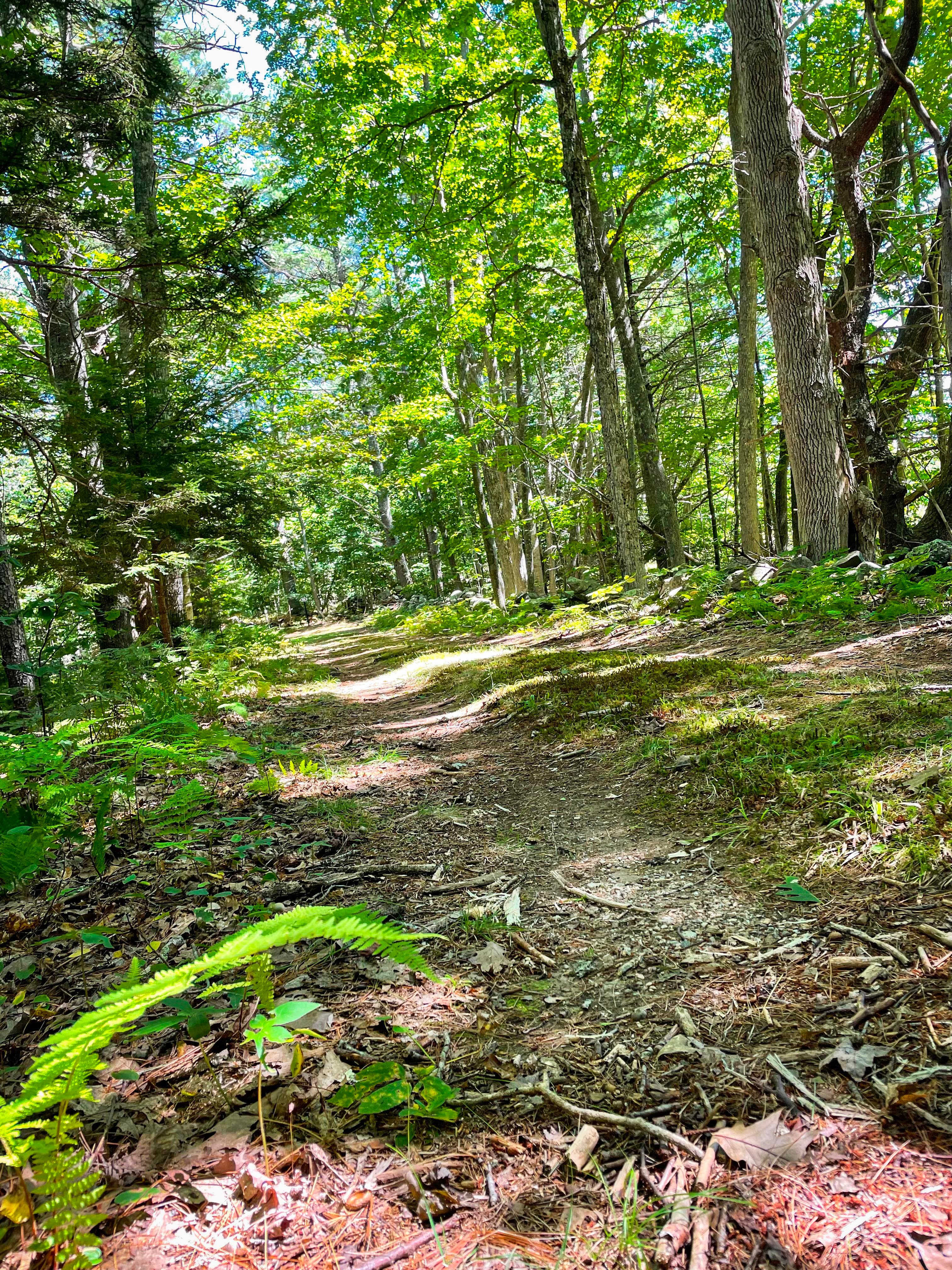 A moss-lined trail continues ahead through tall green pine trees.