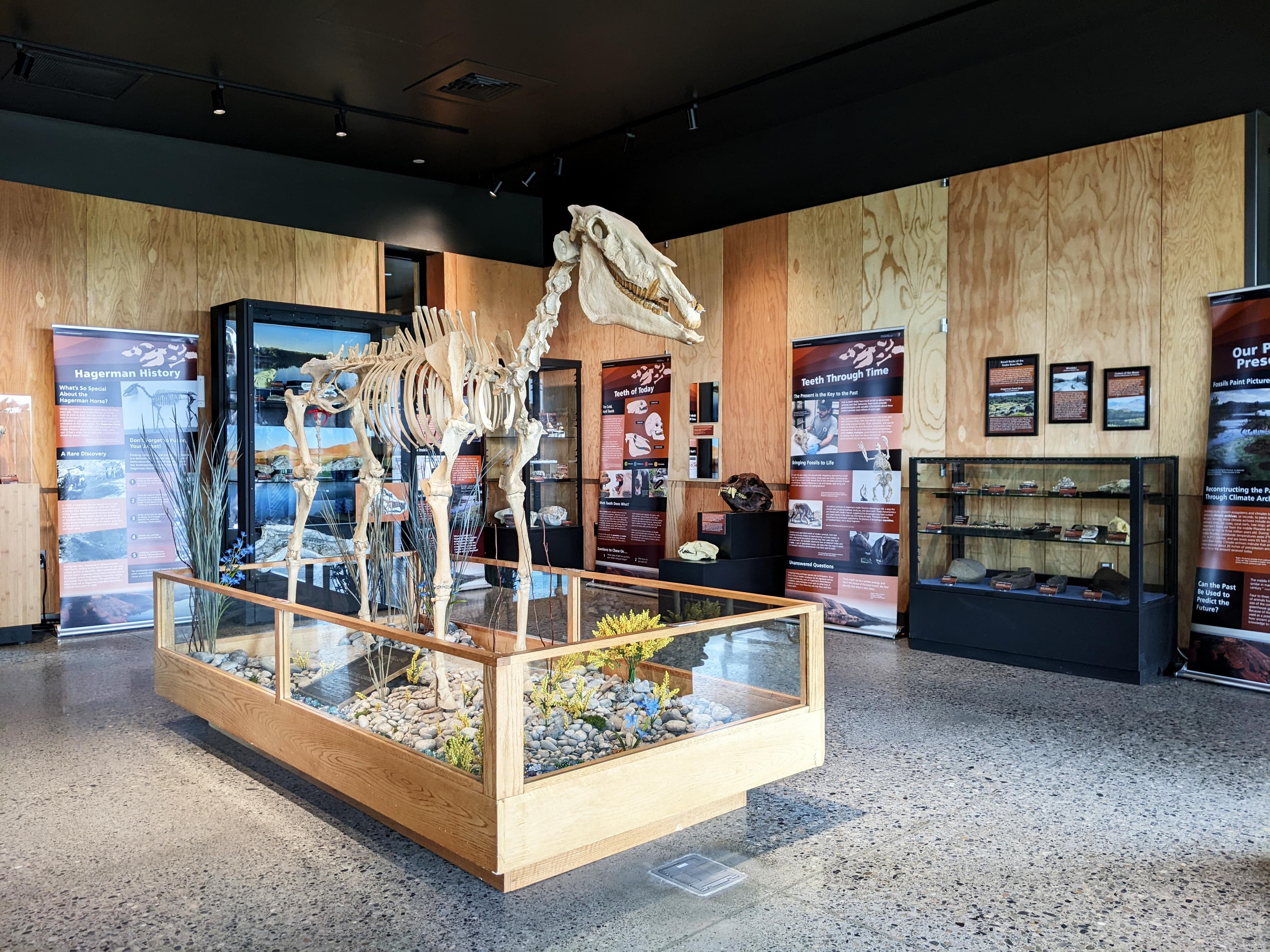 A fossil horse stands in the center of a room lined with posters and display cases.