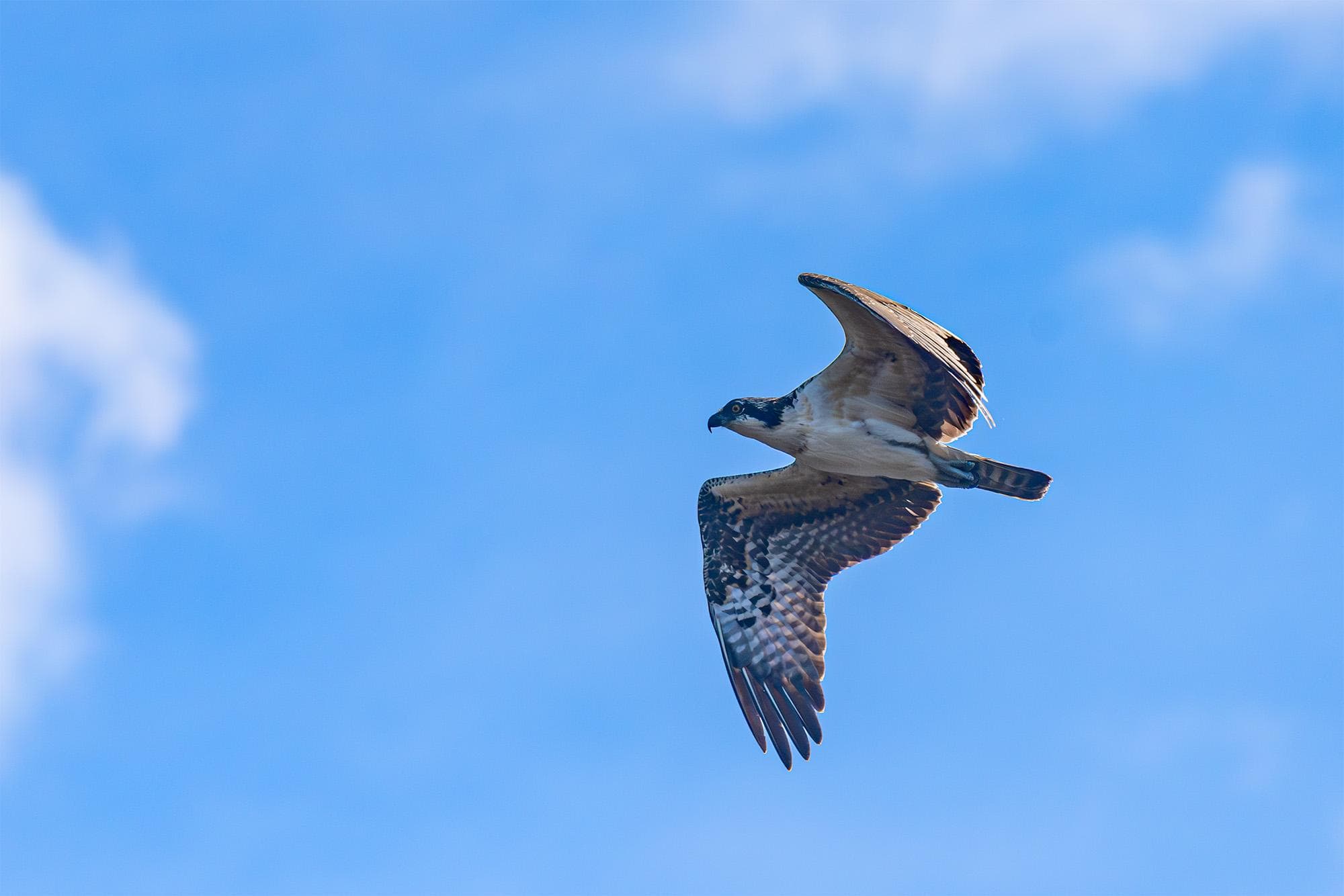 A large bird flying with partly cloudy skies beyond