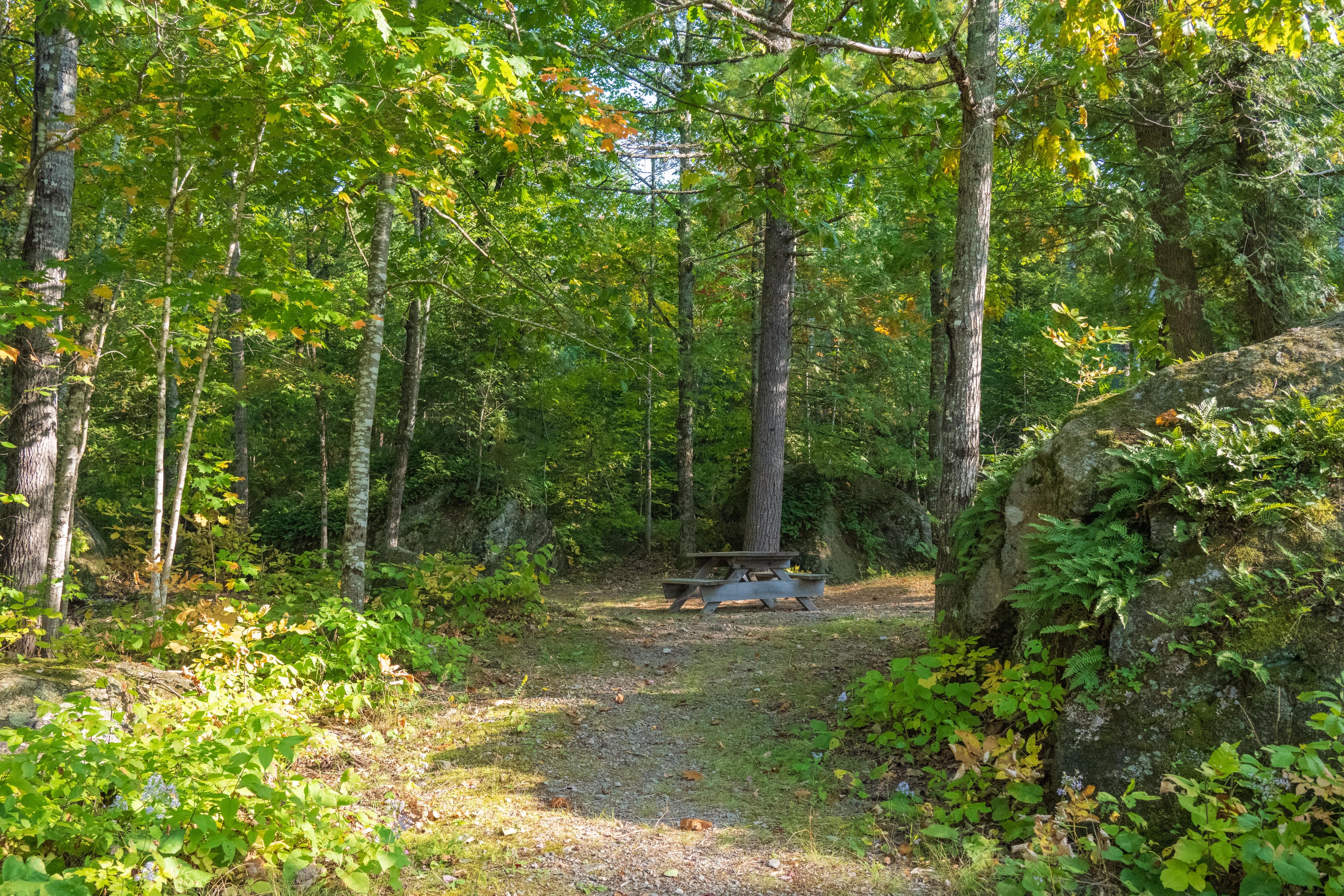 A campground with a picnic table and fire ring just behind the banks of Haskell Deadwater.