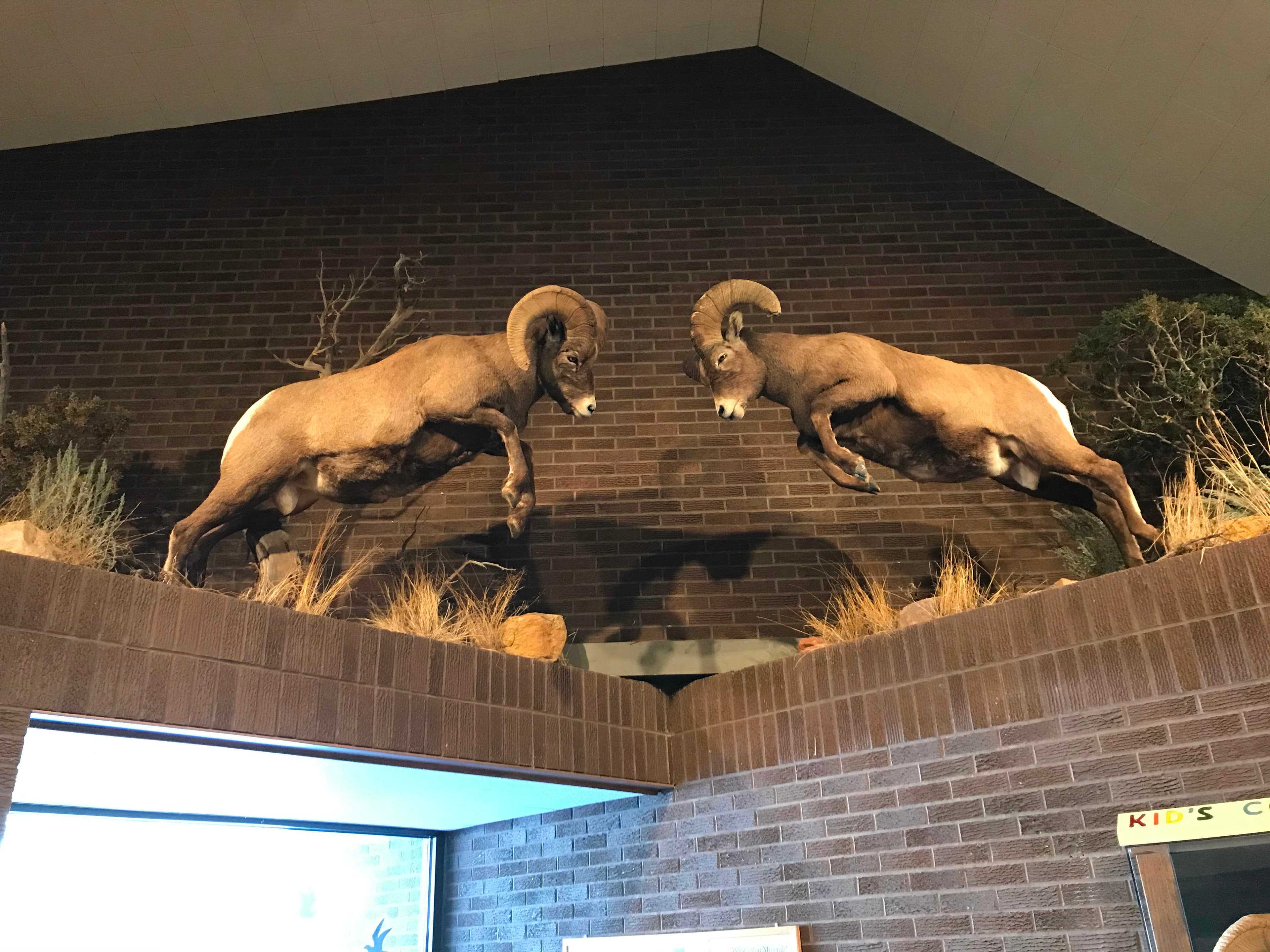 A display of two Ram Bighorn Sheep head butting.