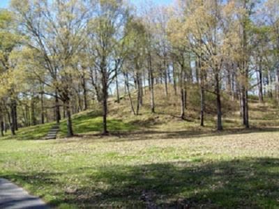 Gentle sloping mound amidst tree stand.