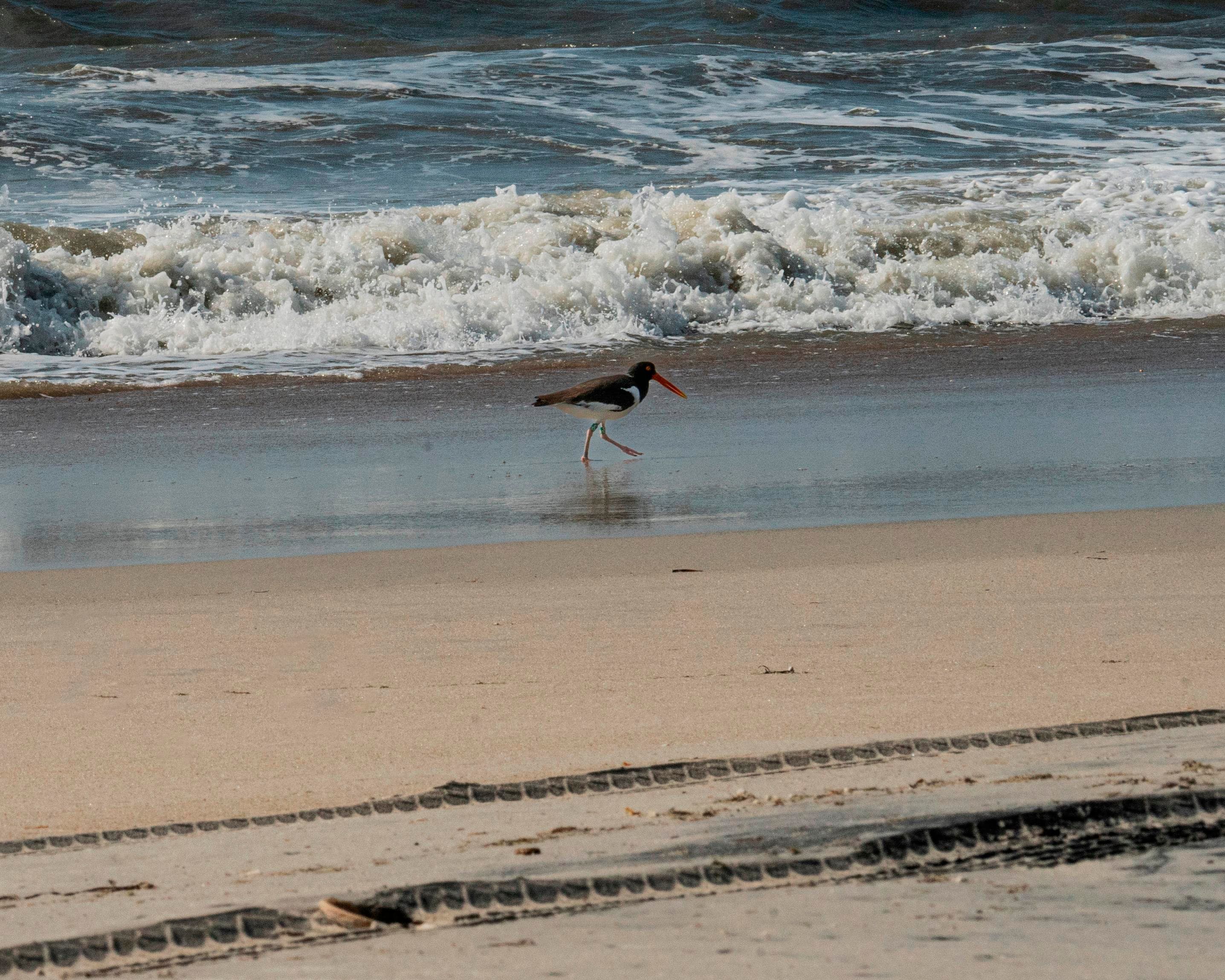 A bird with orange bill and orange legs runs along the tide line. Waves in the background