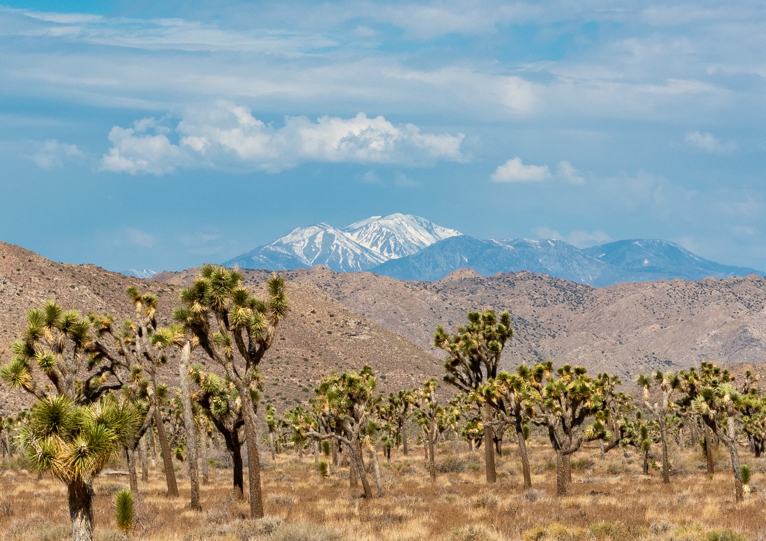 Joshua trees with desert mountains, blue sky, clouds, and a snow mountain in the background
