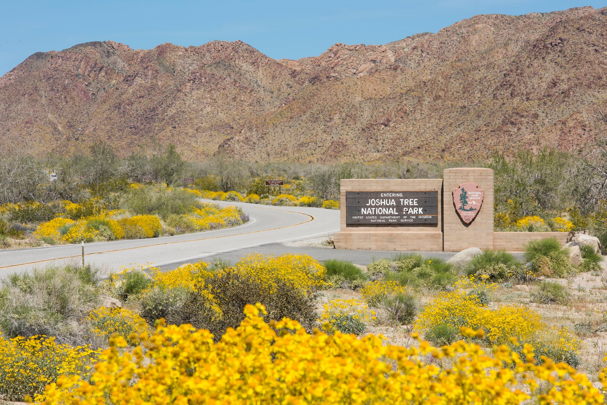 Yellow flower lined road leading towards mountains with a Joshua Tree entrance sign.