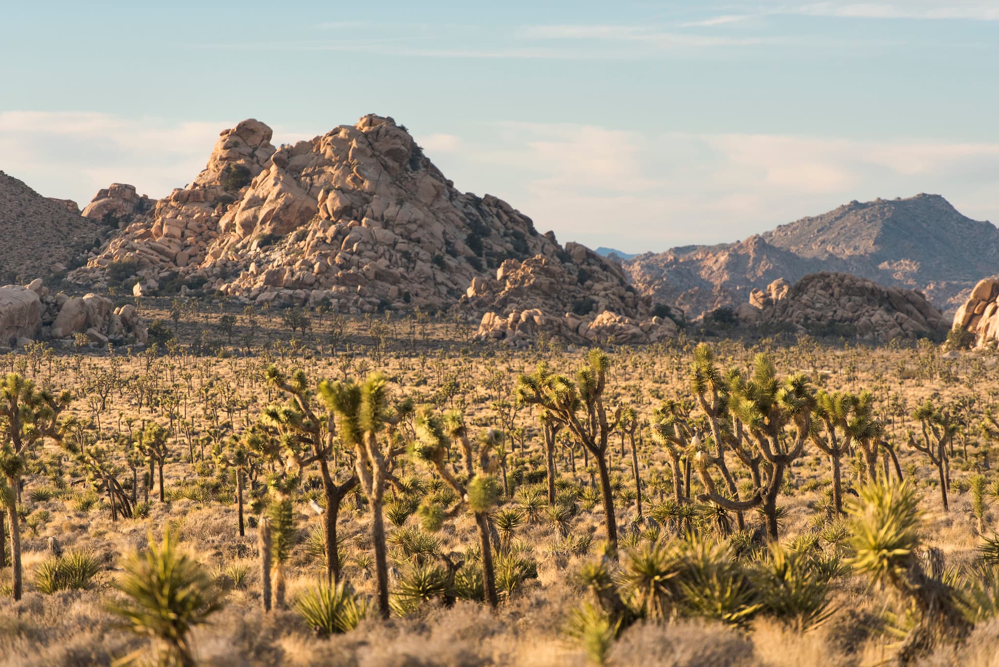 desert vegetation with Joshua trees, desert vegetation, and cloudy blue sky in the background