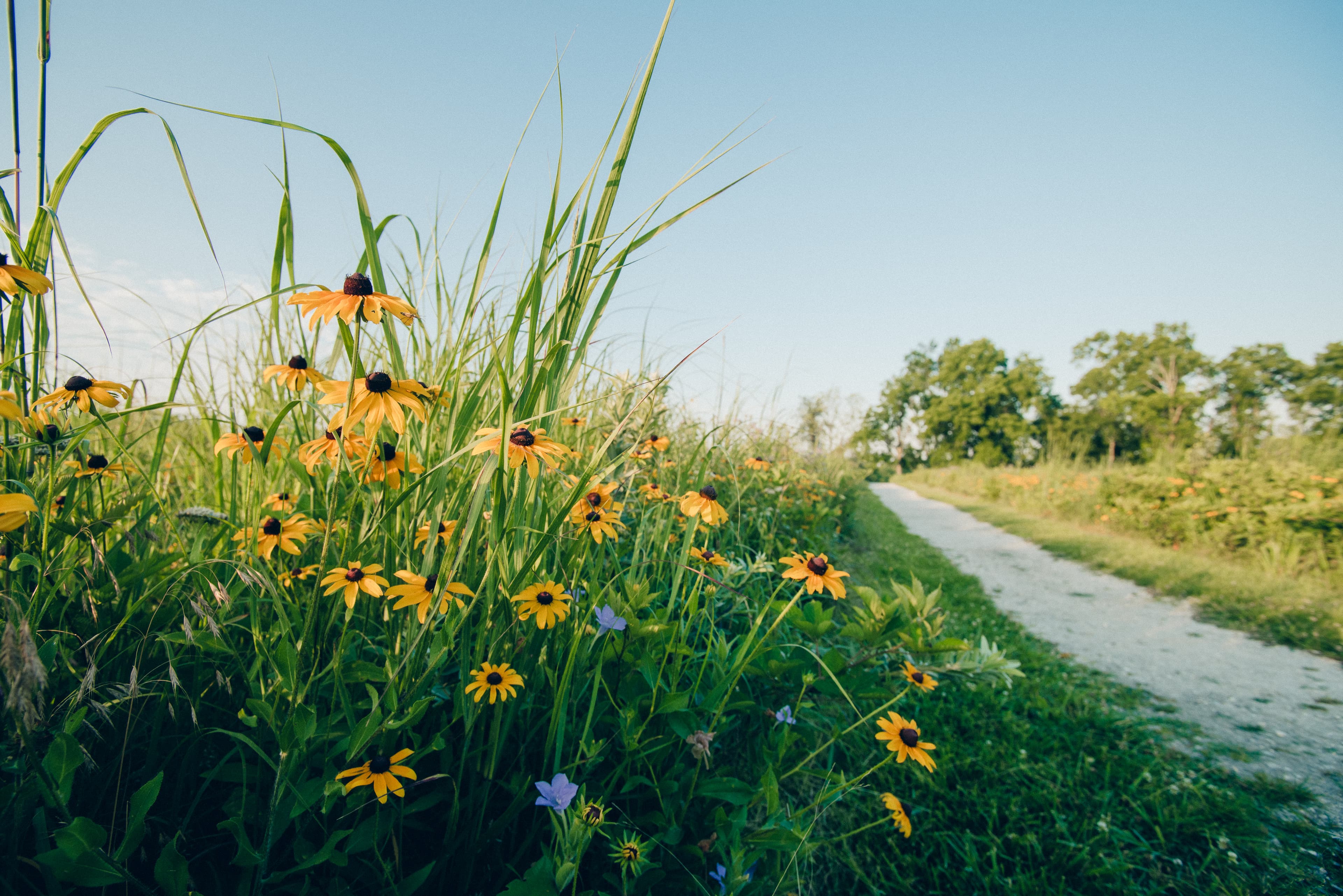 Black-eyed Susan flower along a gravel trail.