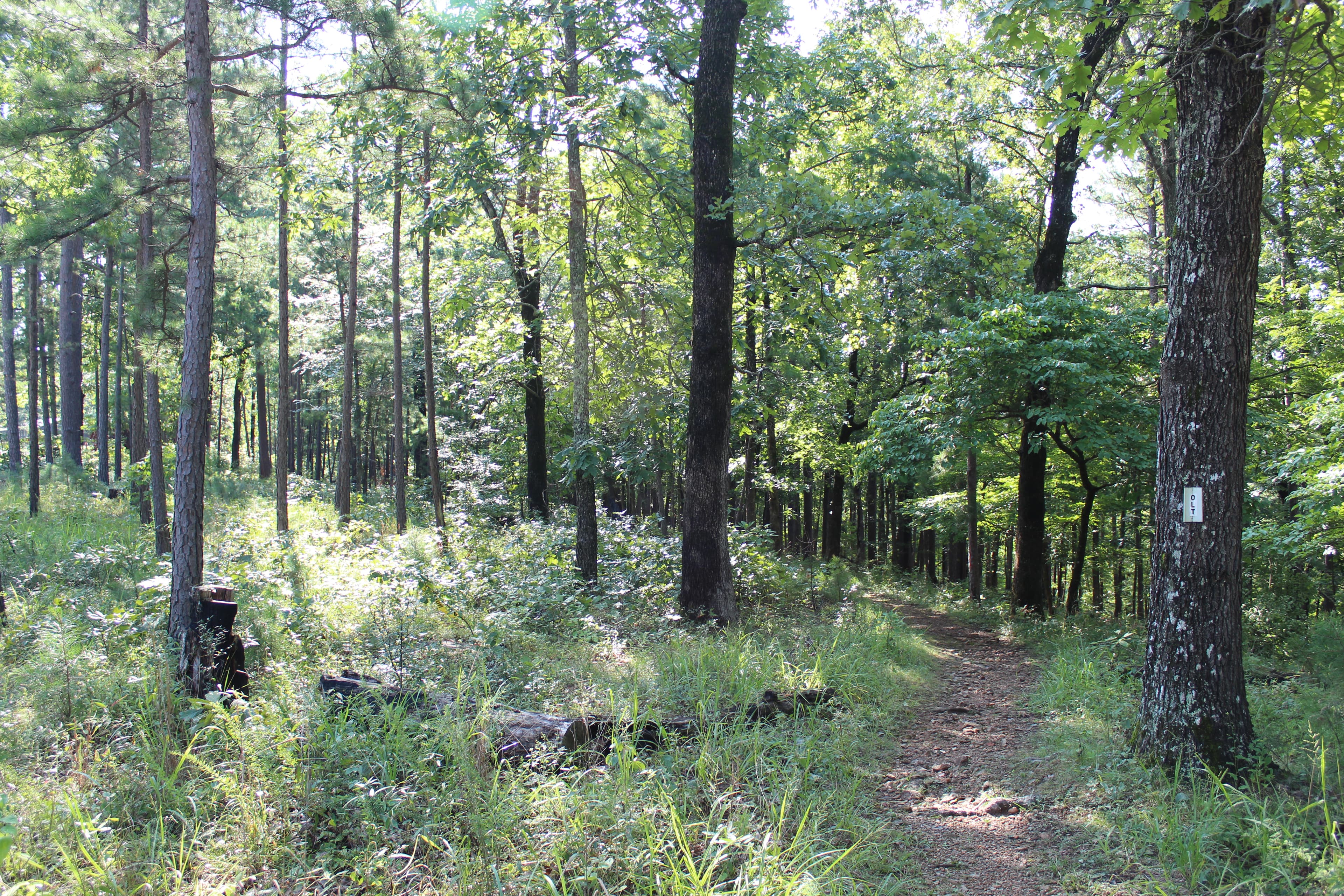 A trail meanders through a forest.