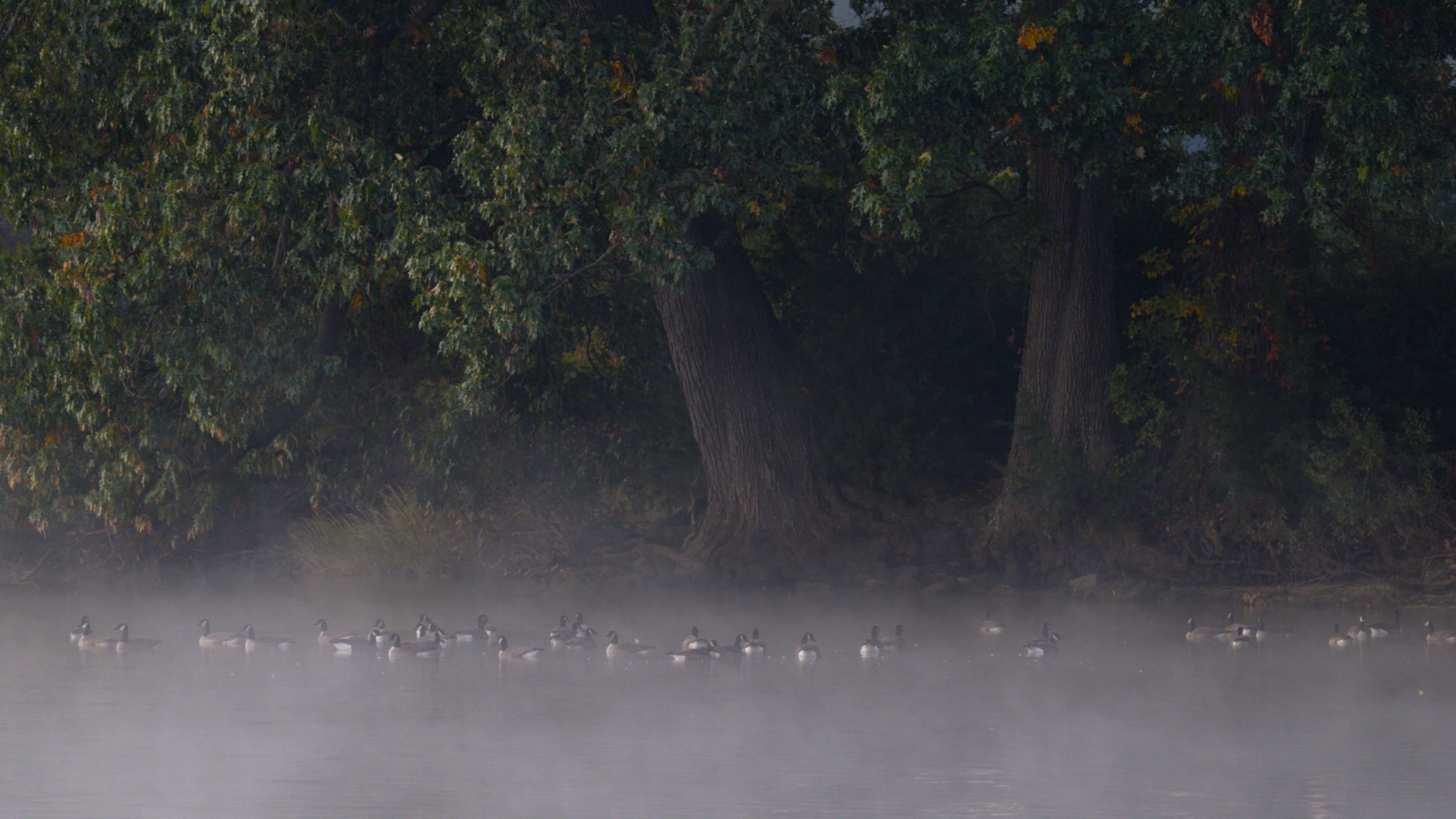 A creek with fog showing several geese floating on the water.