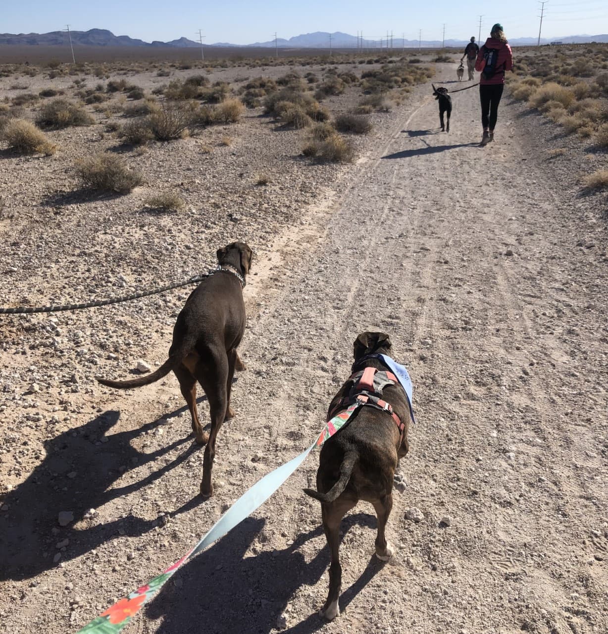 View of hikers and leashed dogs walking on the Aliante Loop Temporary Trail