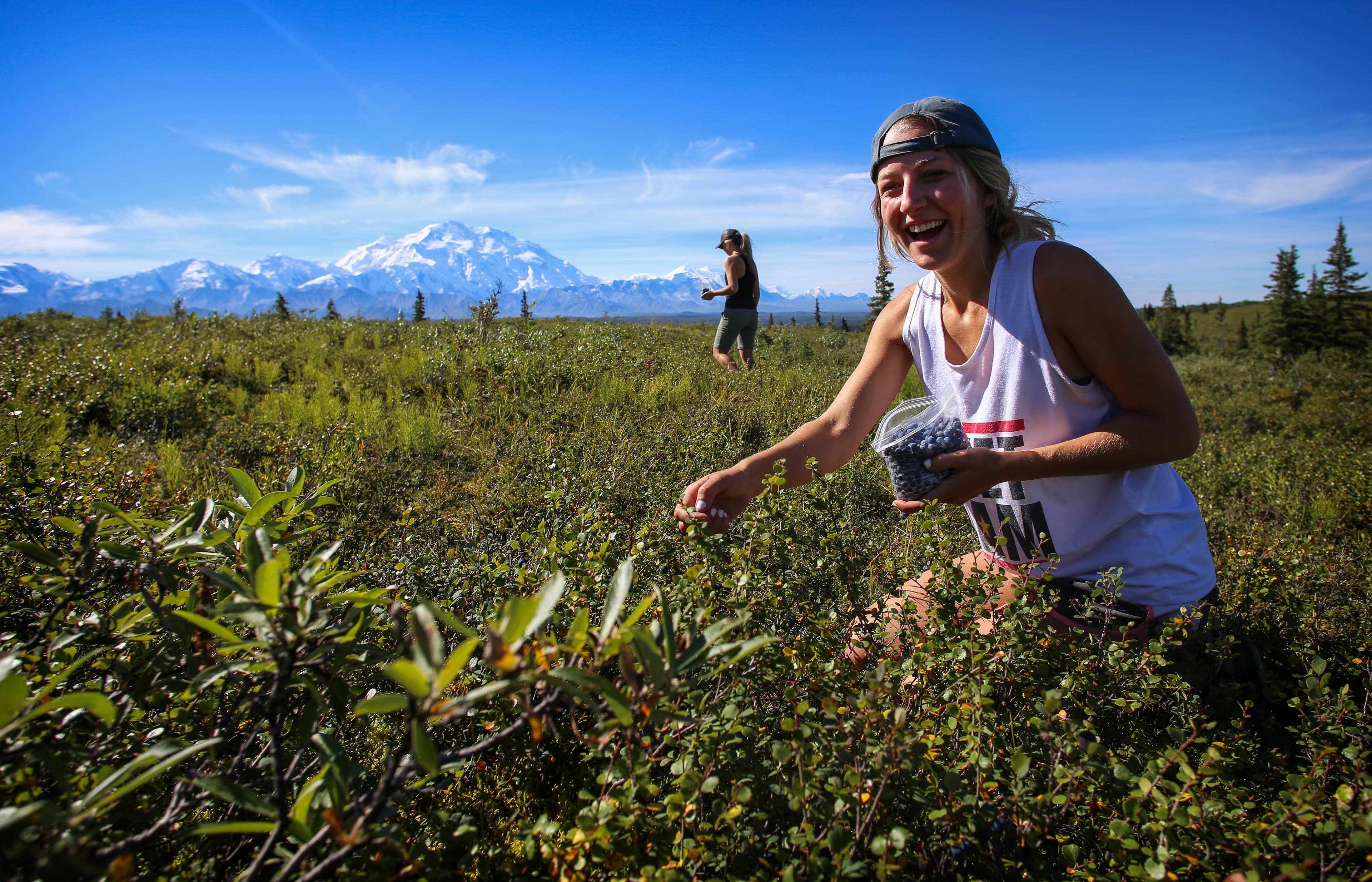 two women picking berries in a shrubby meadow, a huge snowy mountain visible in the distance