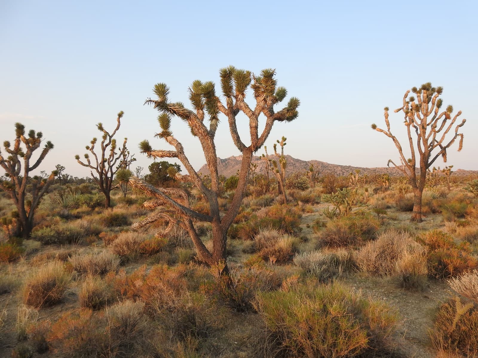 Joshua trees