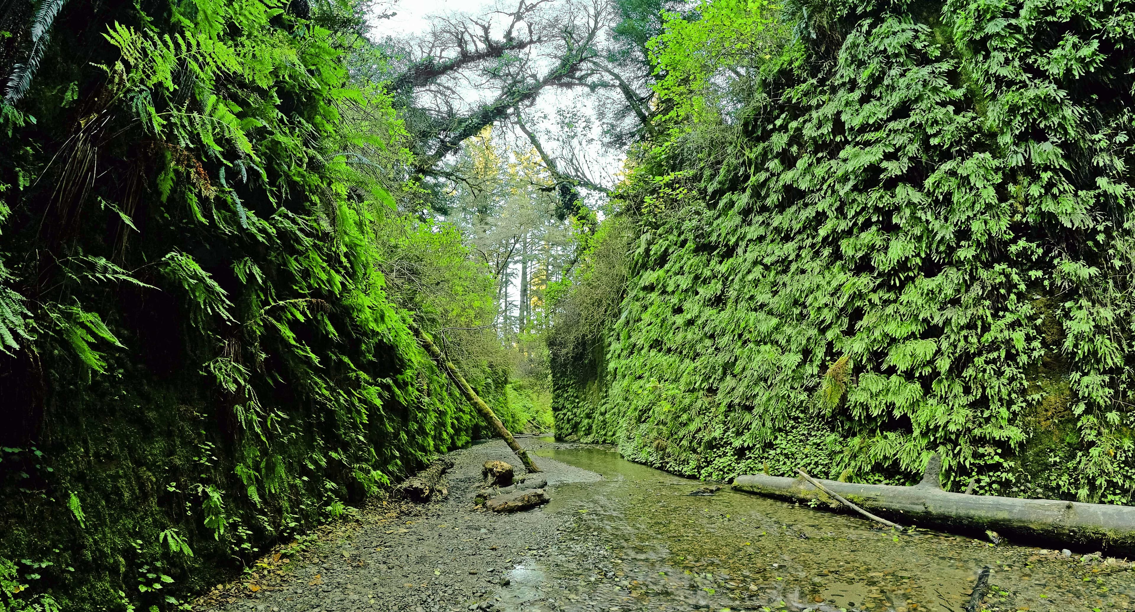 A cobbled stream cuts into fern covered walls.