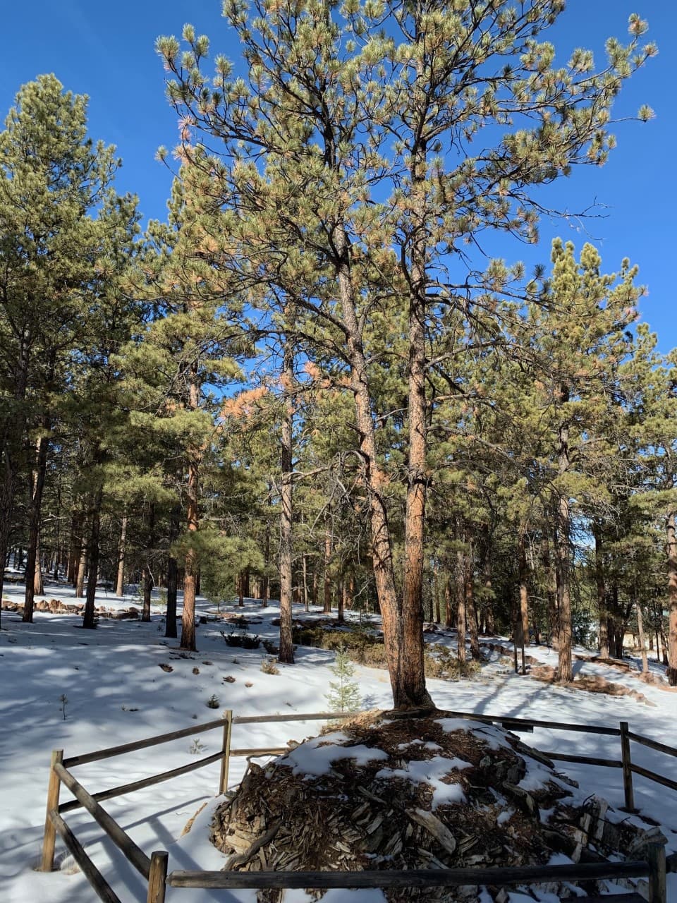 a modern, pine tree about 30 feet tall is growing out of an exposed petrified tree stump