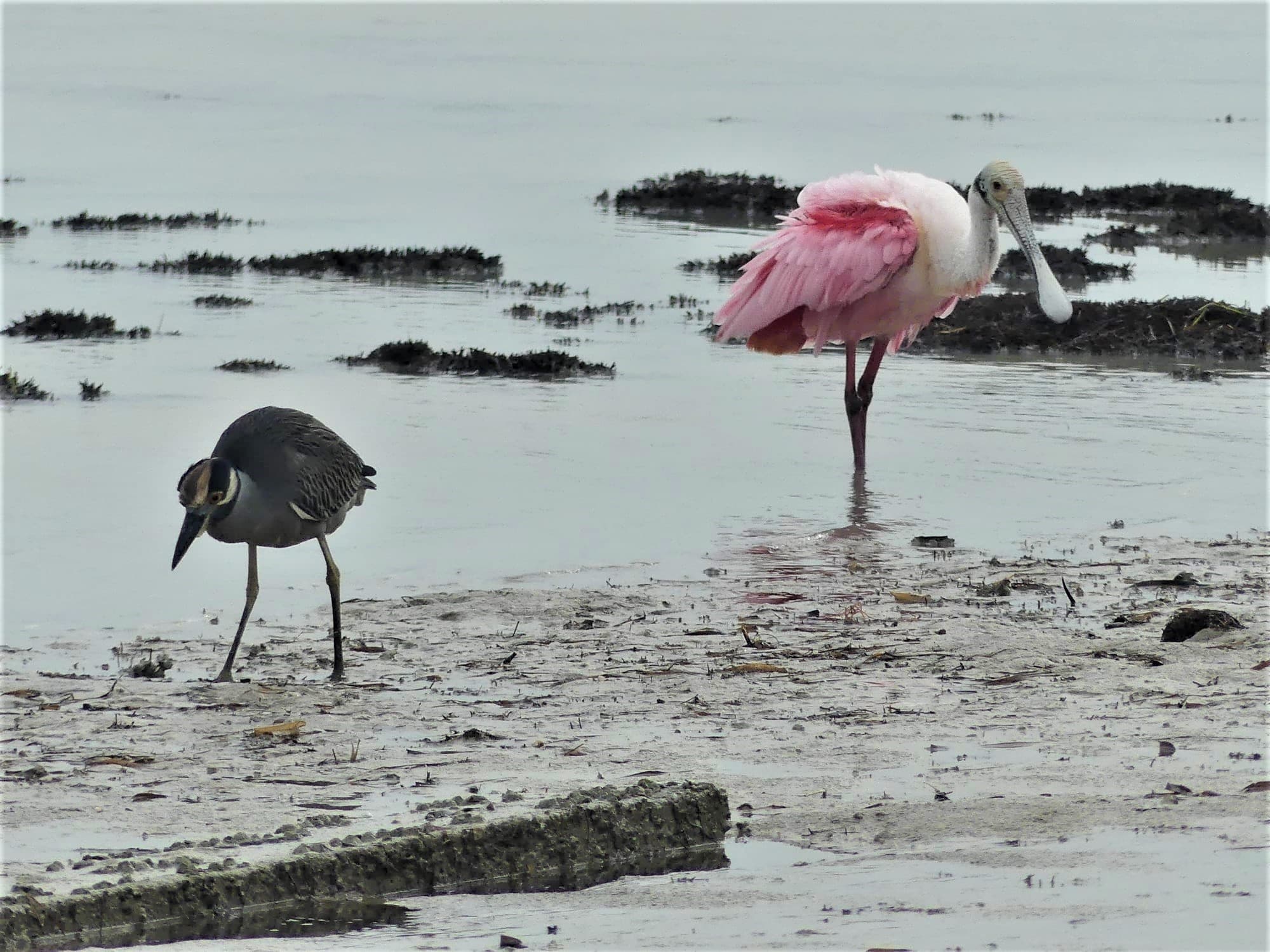 Two birds, a black, white and gray-colored small heron and a pink spoonbill, look for food