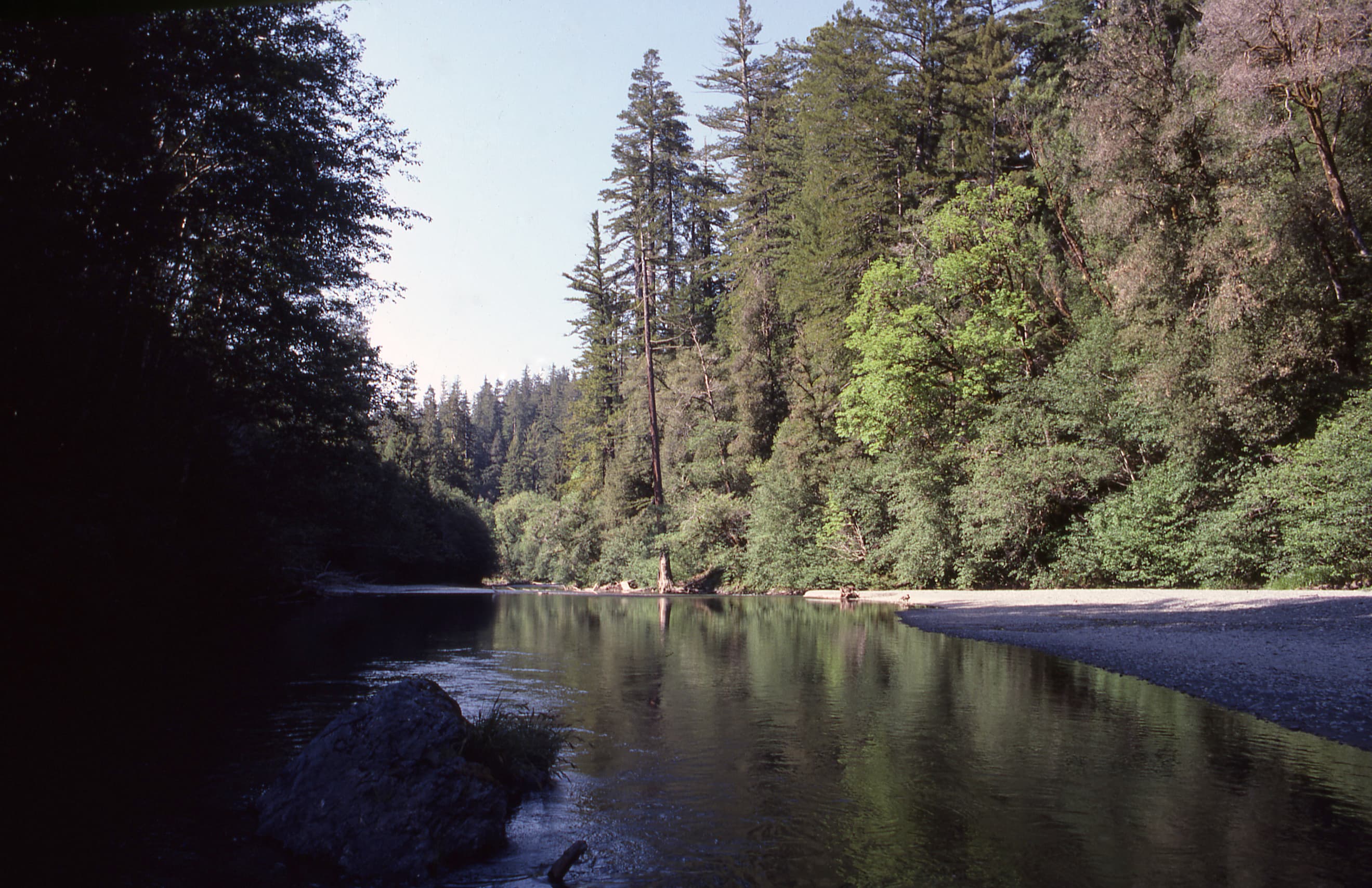 Half-day Hike To A Celebrated Grove