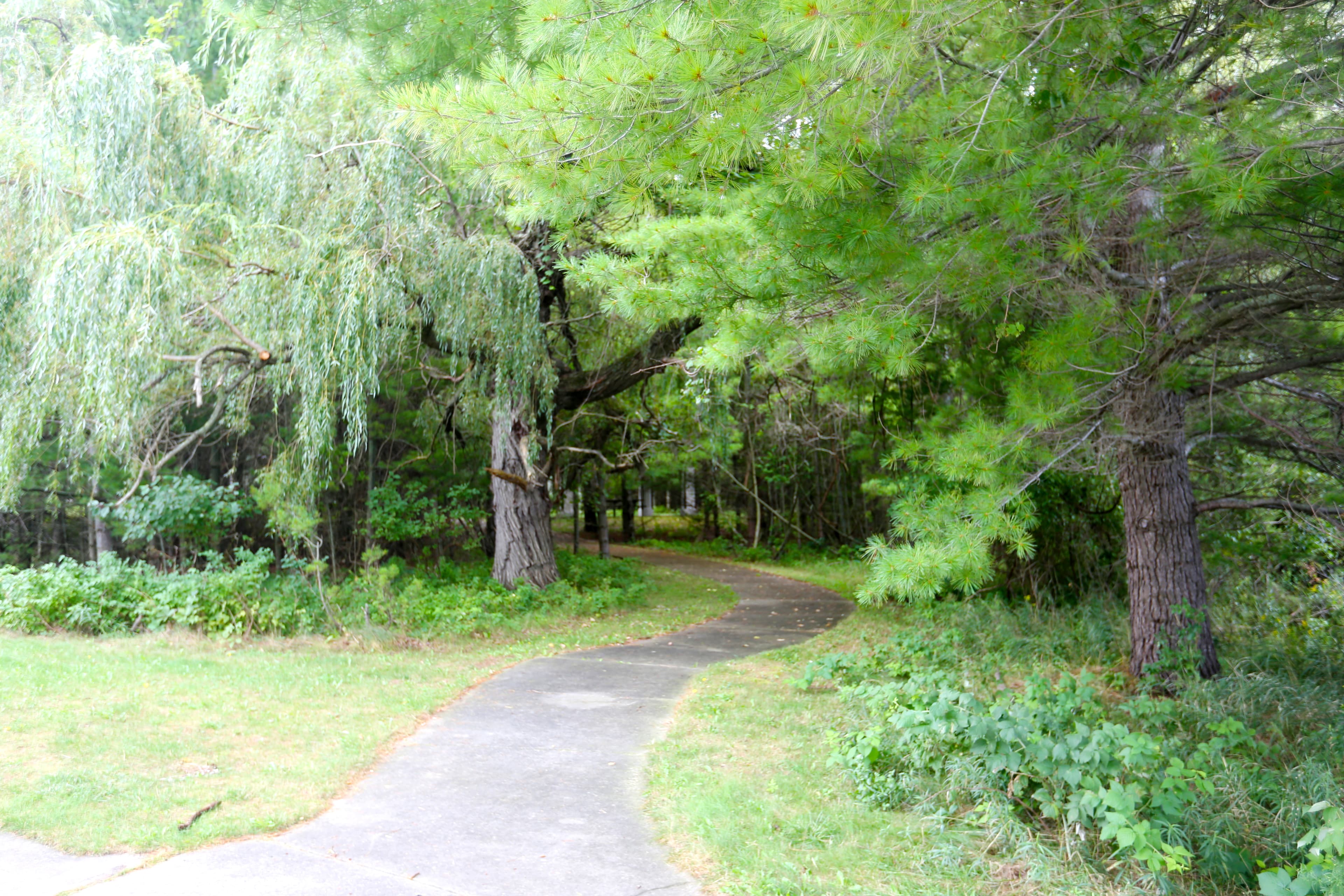 Paved path through lush green trees