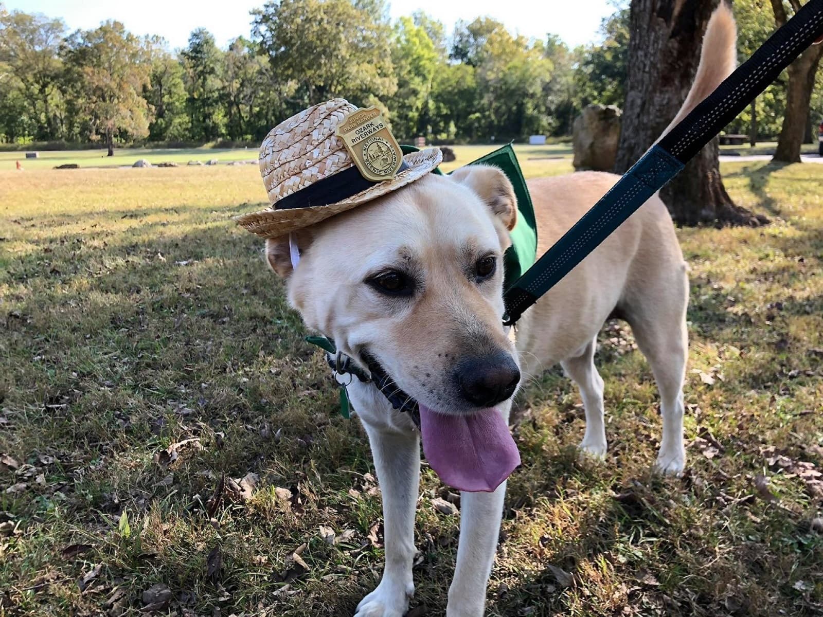 A yellow lab dog up close with with a straw hat and badge on hat, dog is on leash.