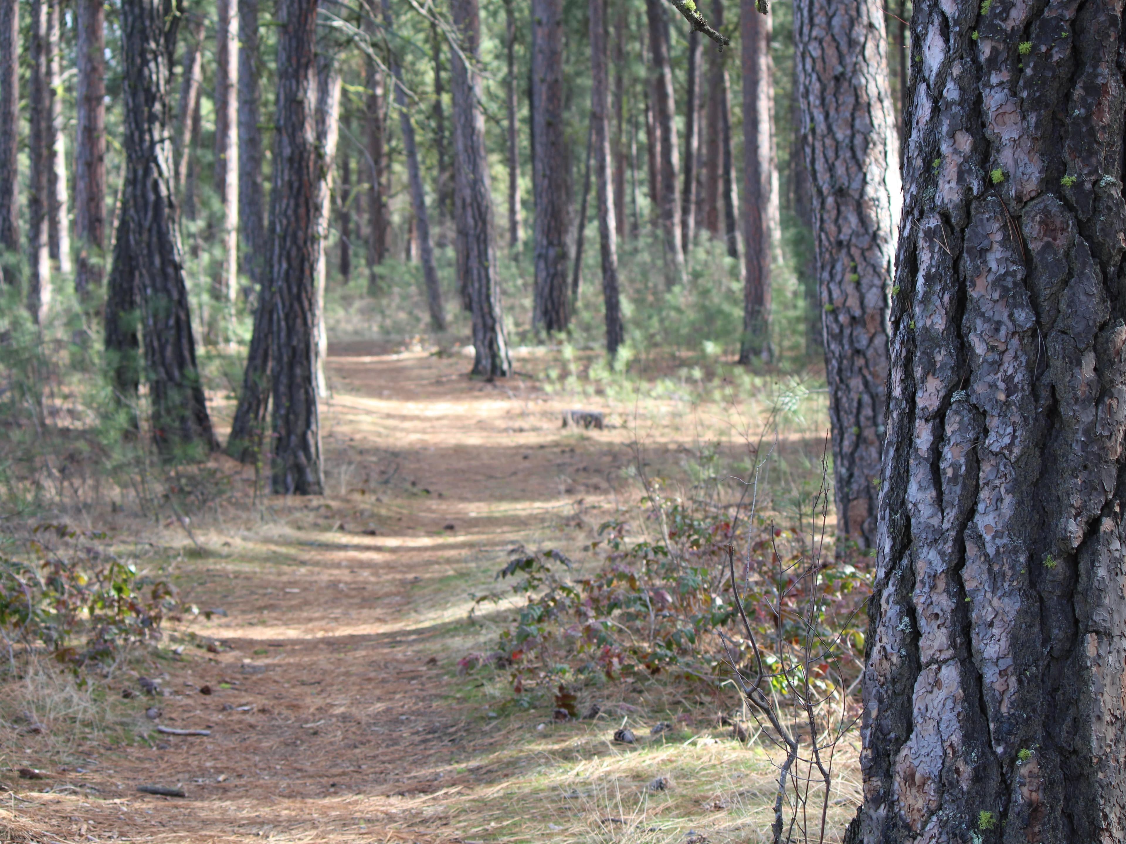 A dirt path winds through pine trees.