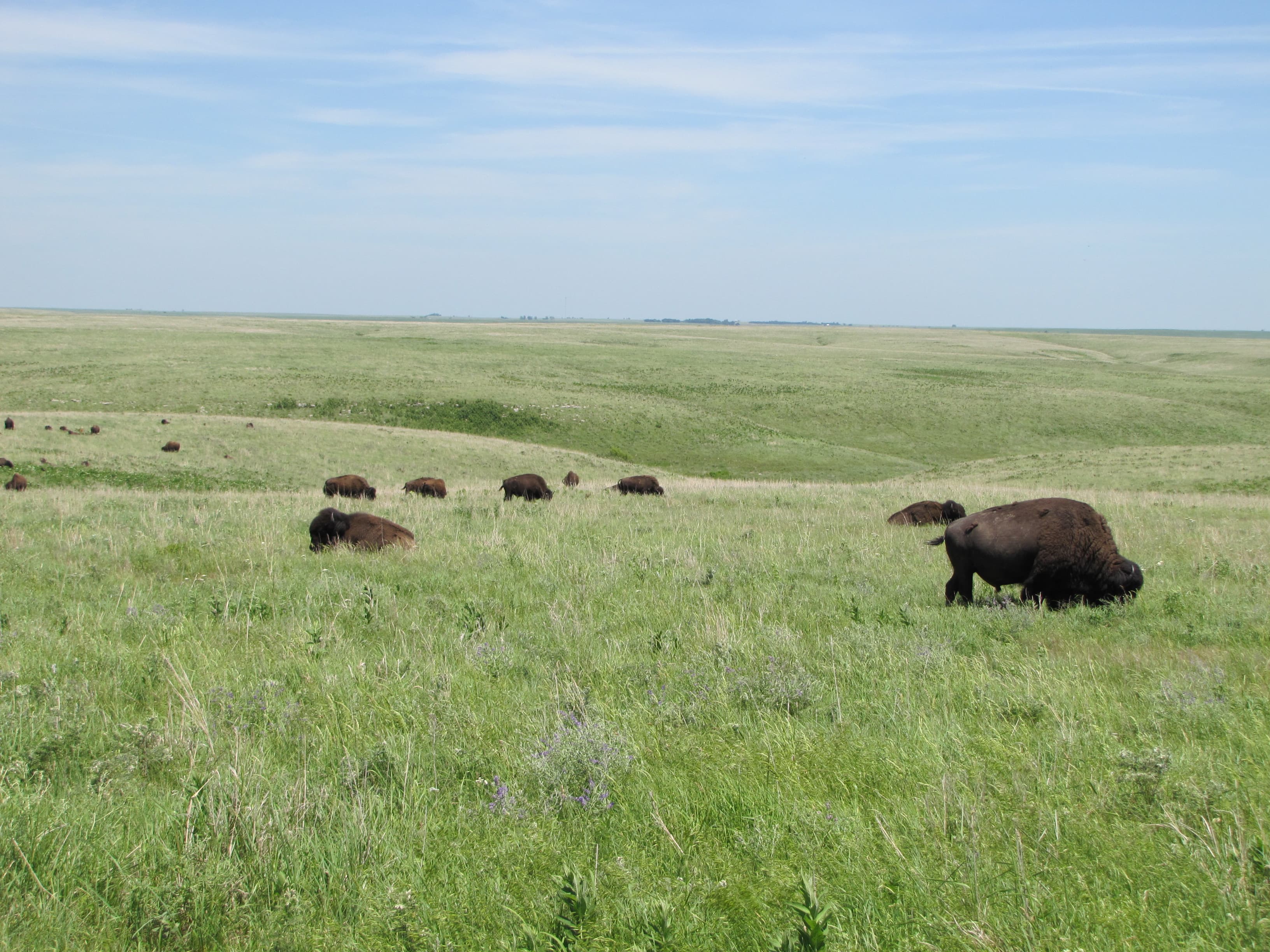 Bison graze in an open prairie stretching to the horizon.