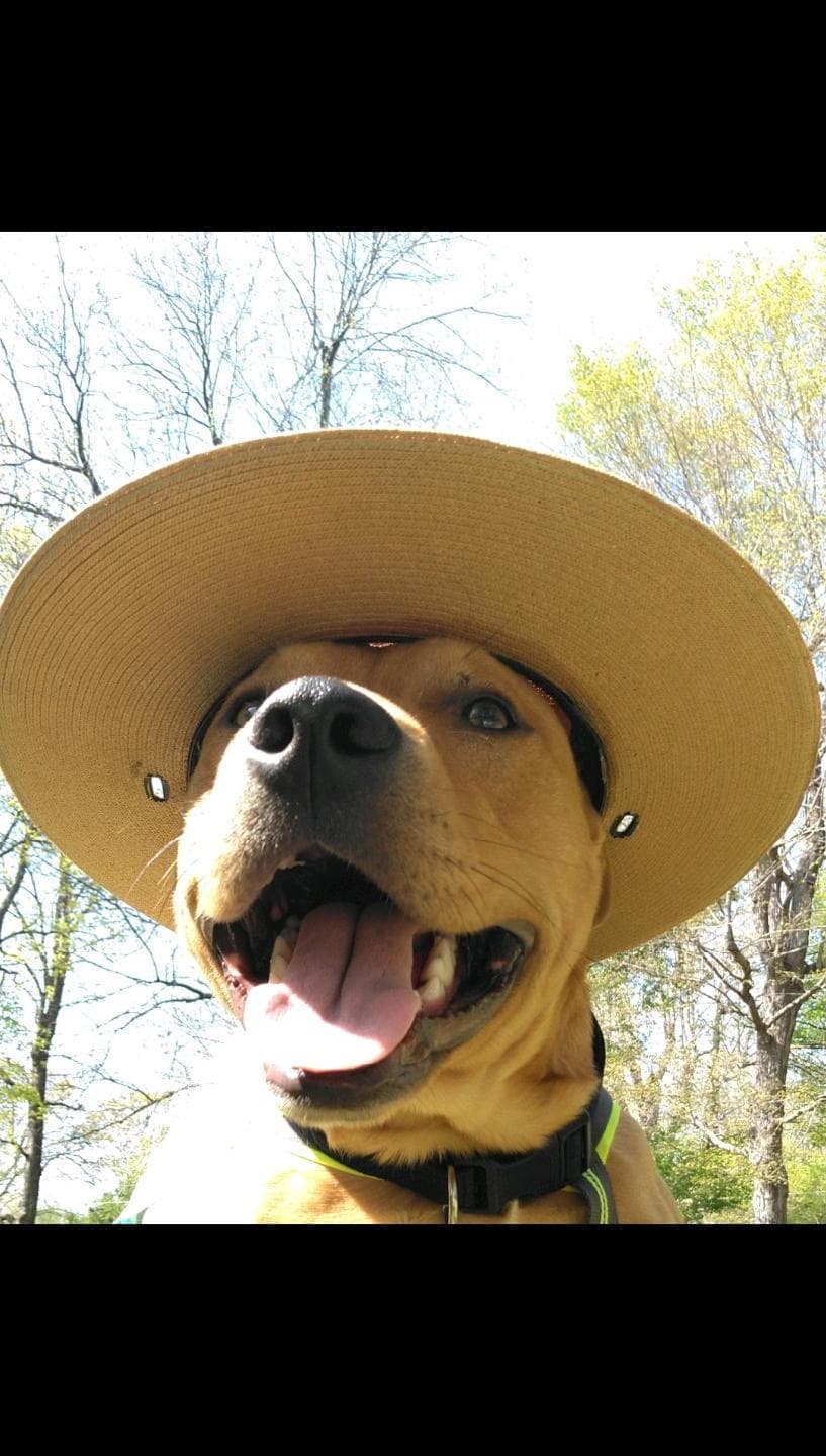 happy dog in hat