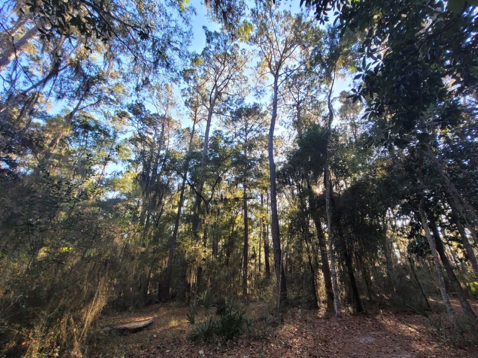 Forested area with trees surrounding a hiking trail and clear sky above