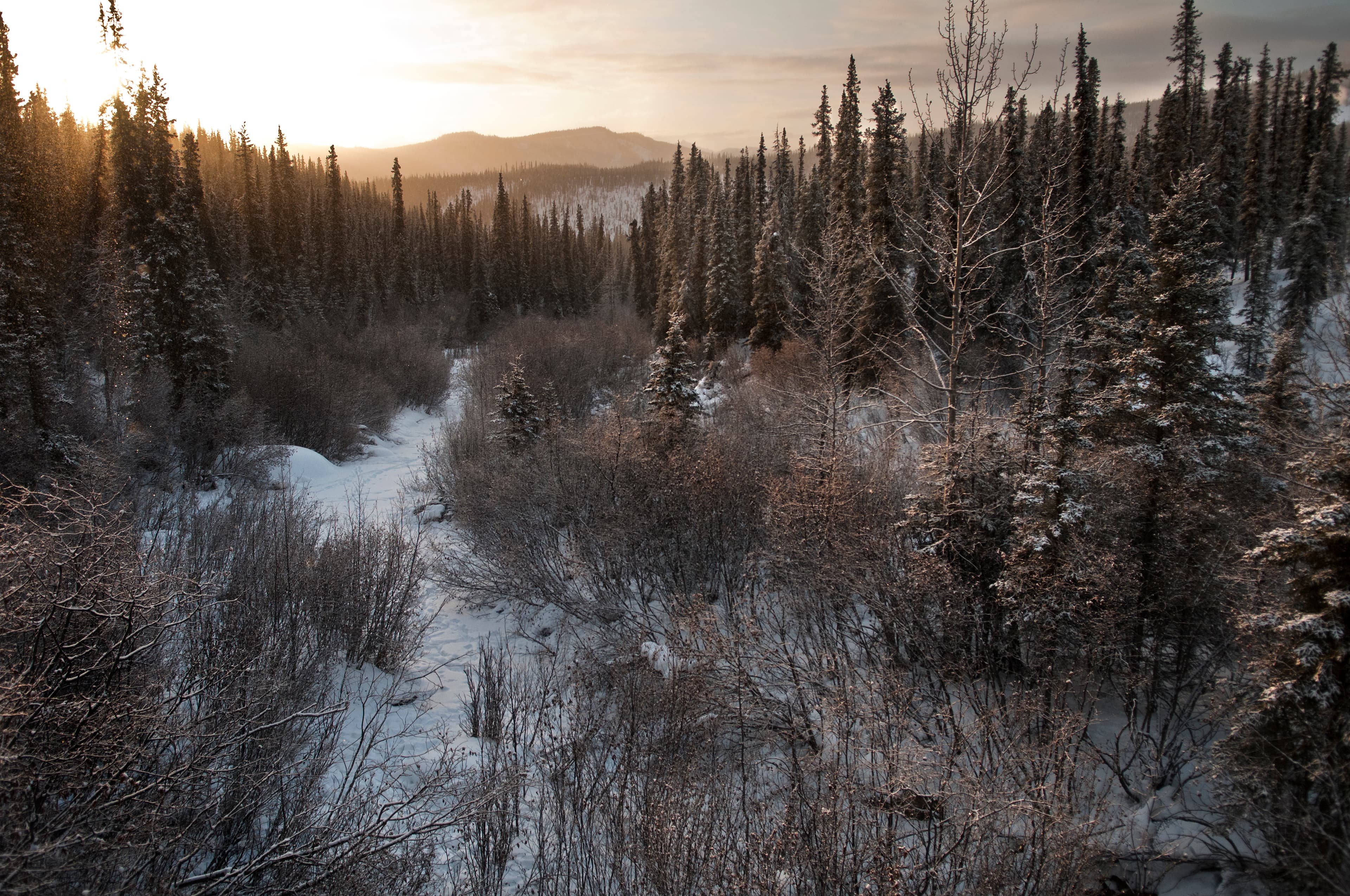 snowy forested landscape