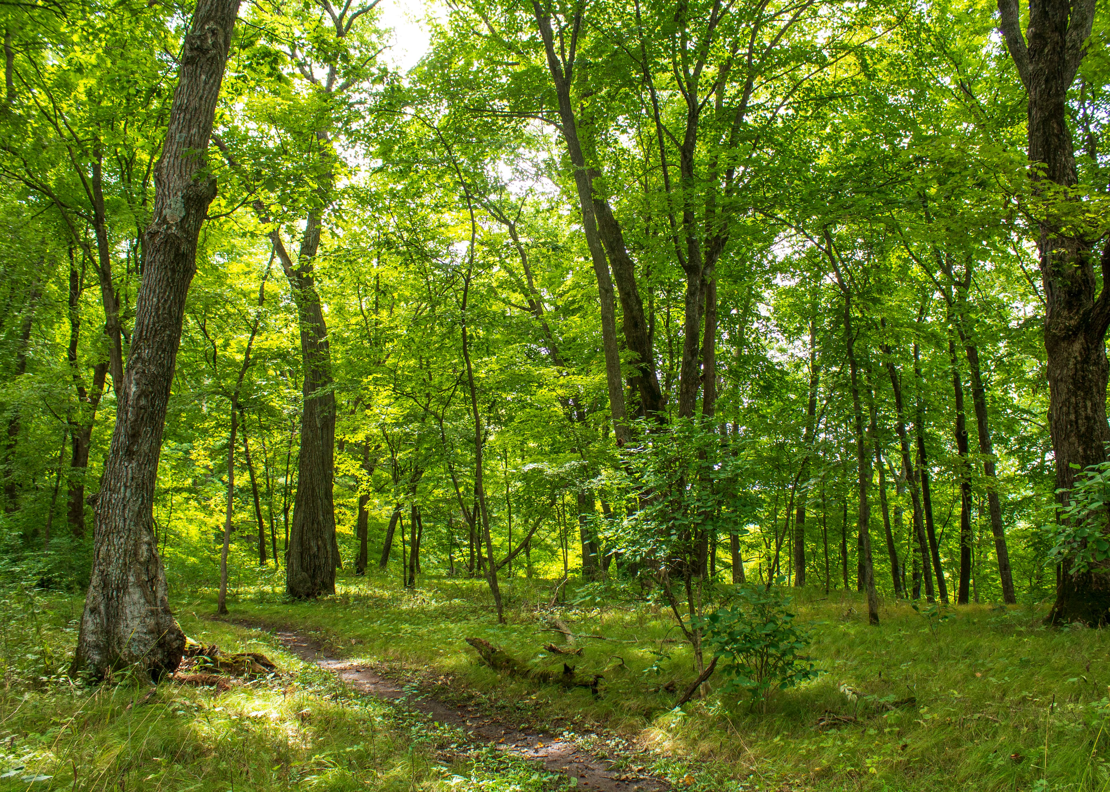 Trail through oak and maple forest