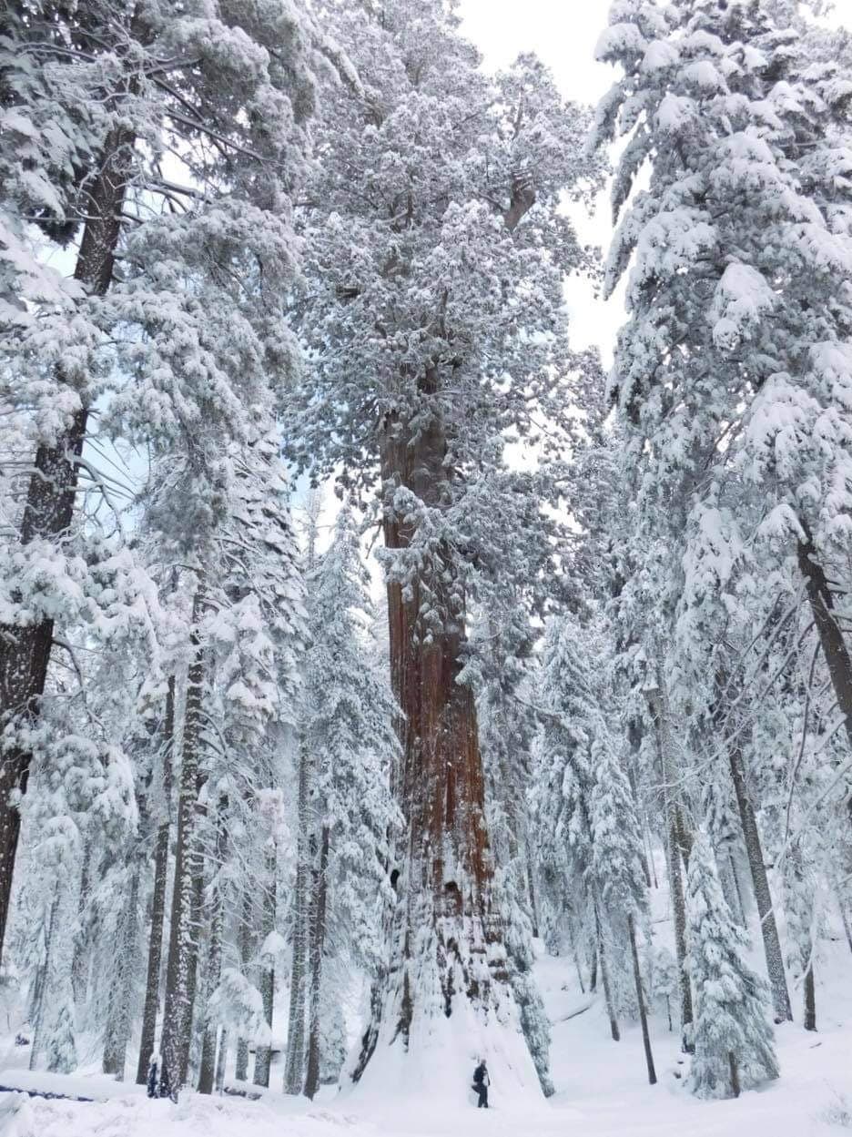A person is dwarfed under an immense sequoia tree. The ground and tree branches are covered in snow.