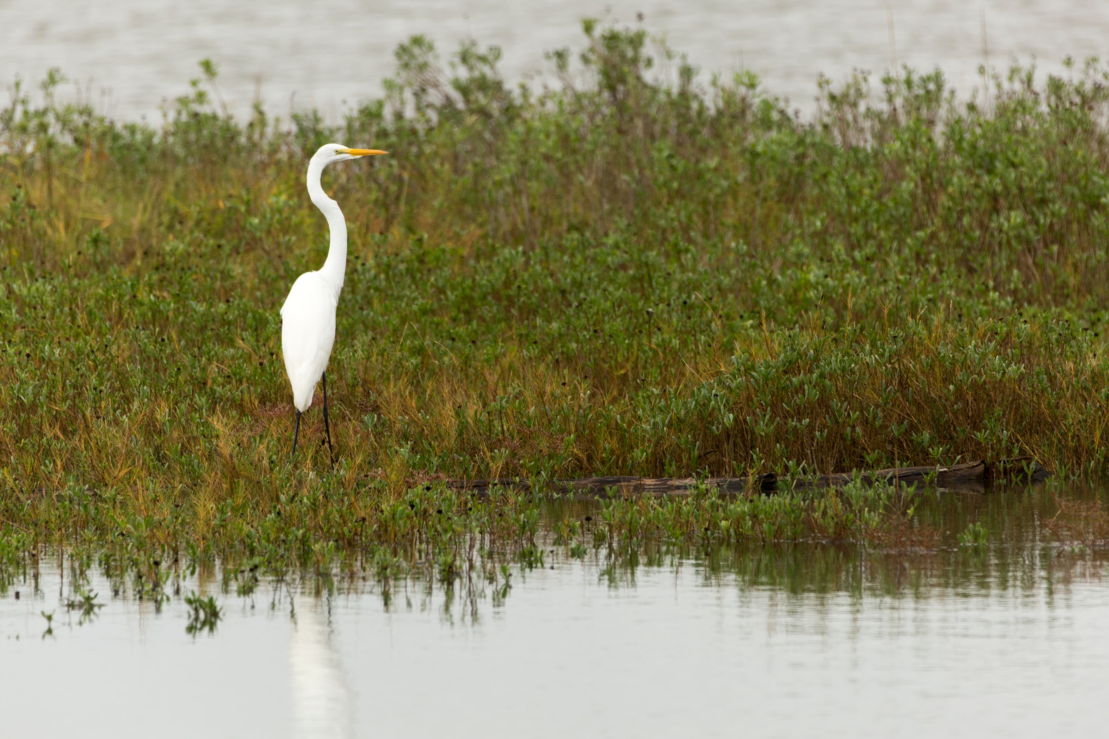 A white bird with a long neck stands in marsh grass.