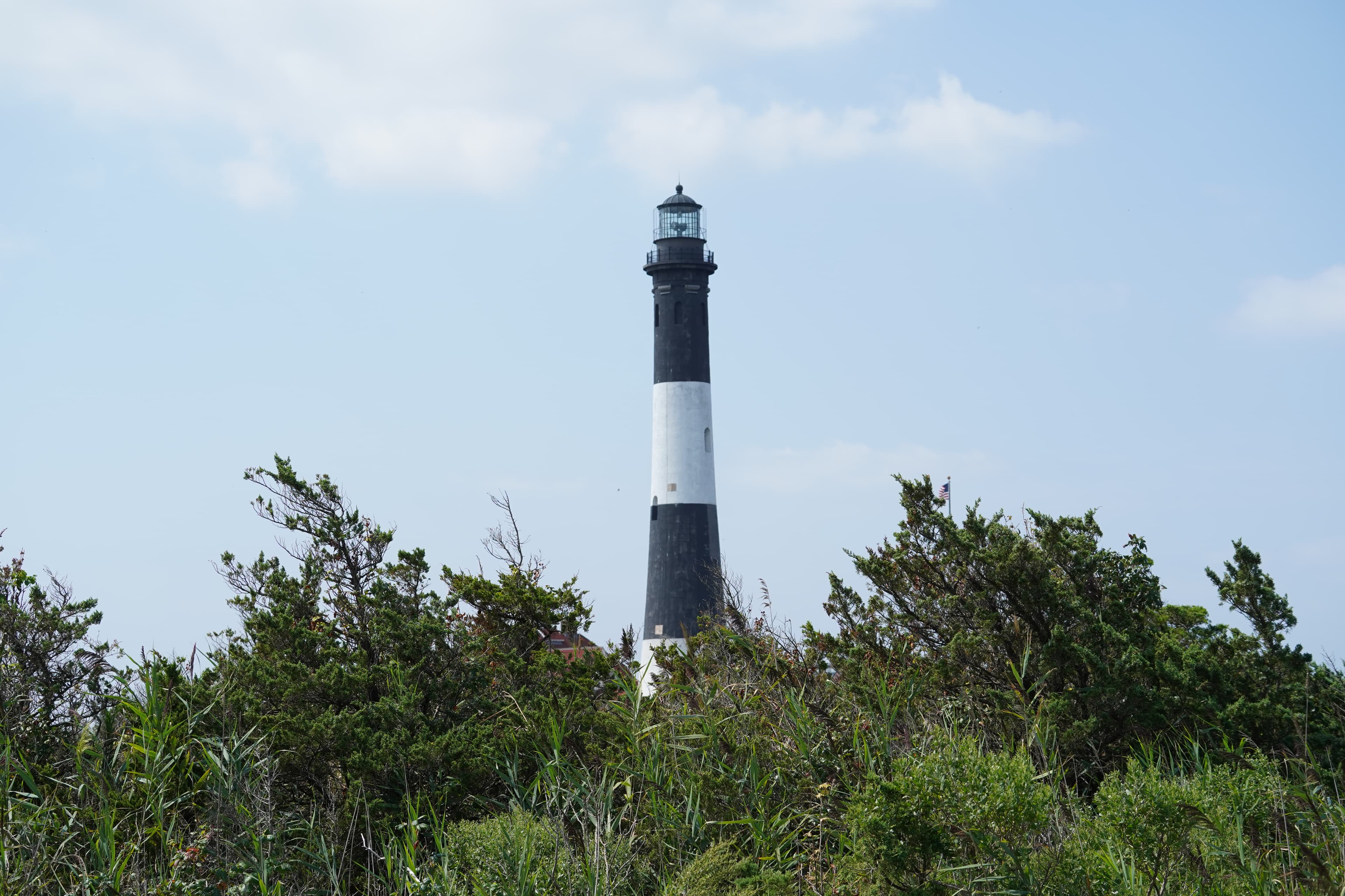 A black and white lighthouse tower peaks above a canopy of scrubby pines.