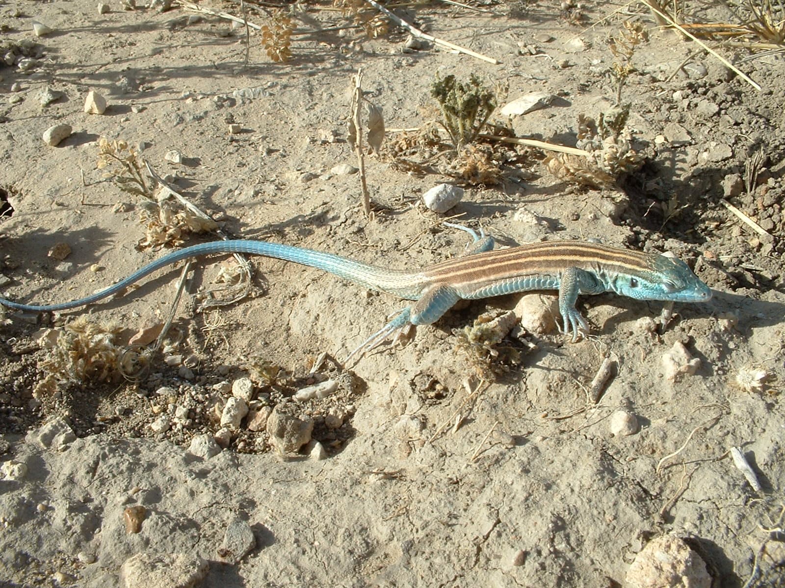 Close up of a large lizard with blue face and tail