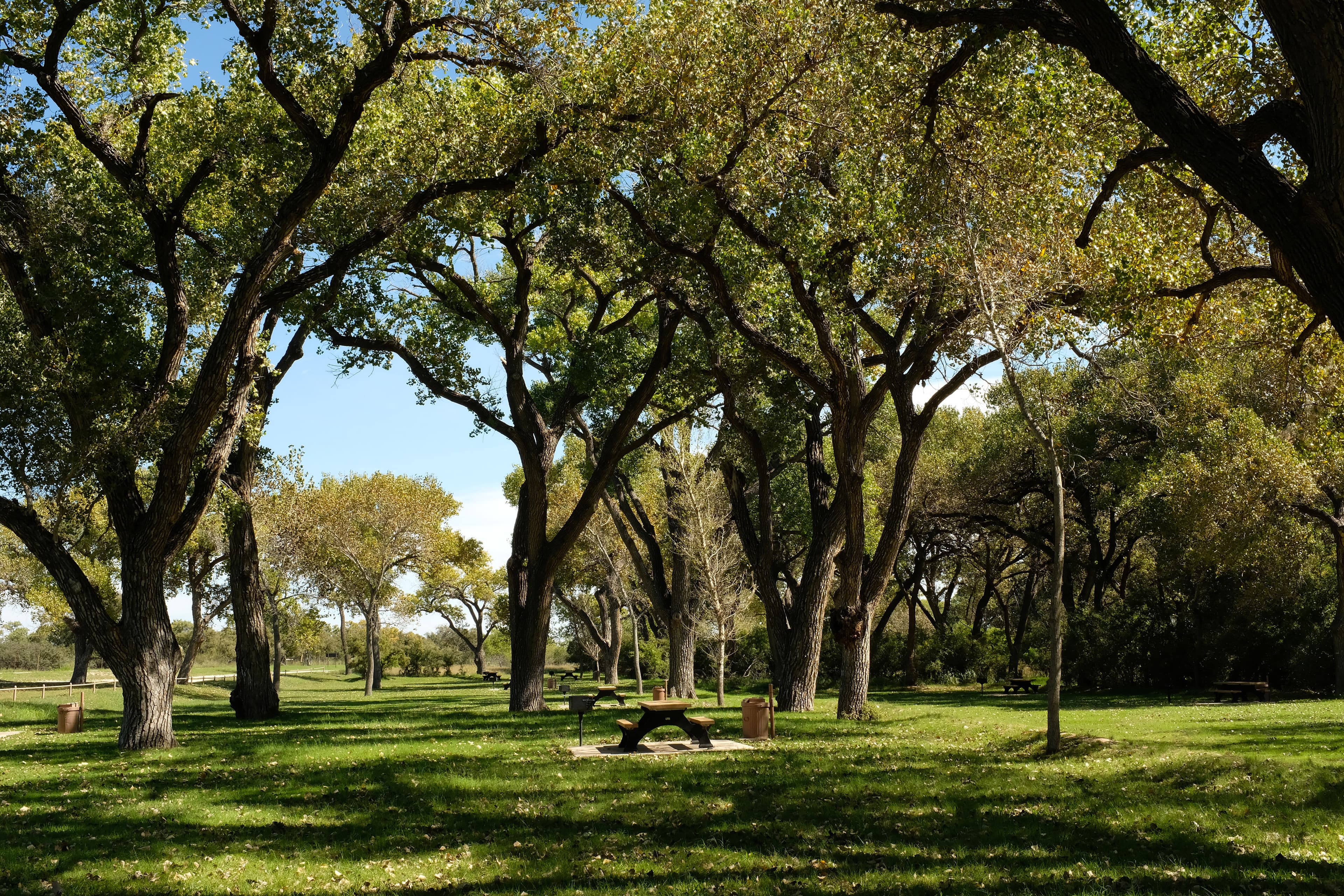 Photo of Rattlesnake Springs with a large grassy area with tall cottonwood trees and picnic tables.