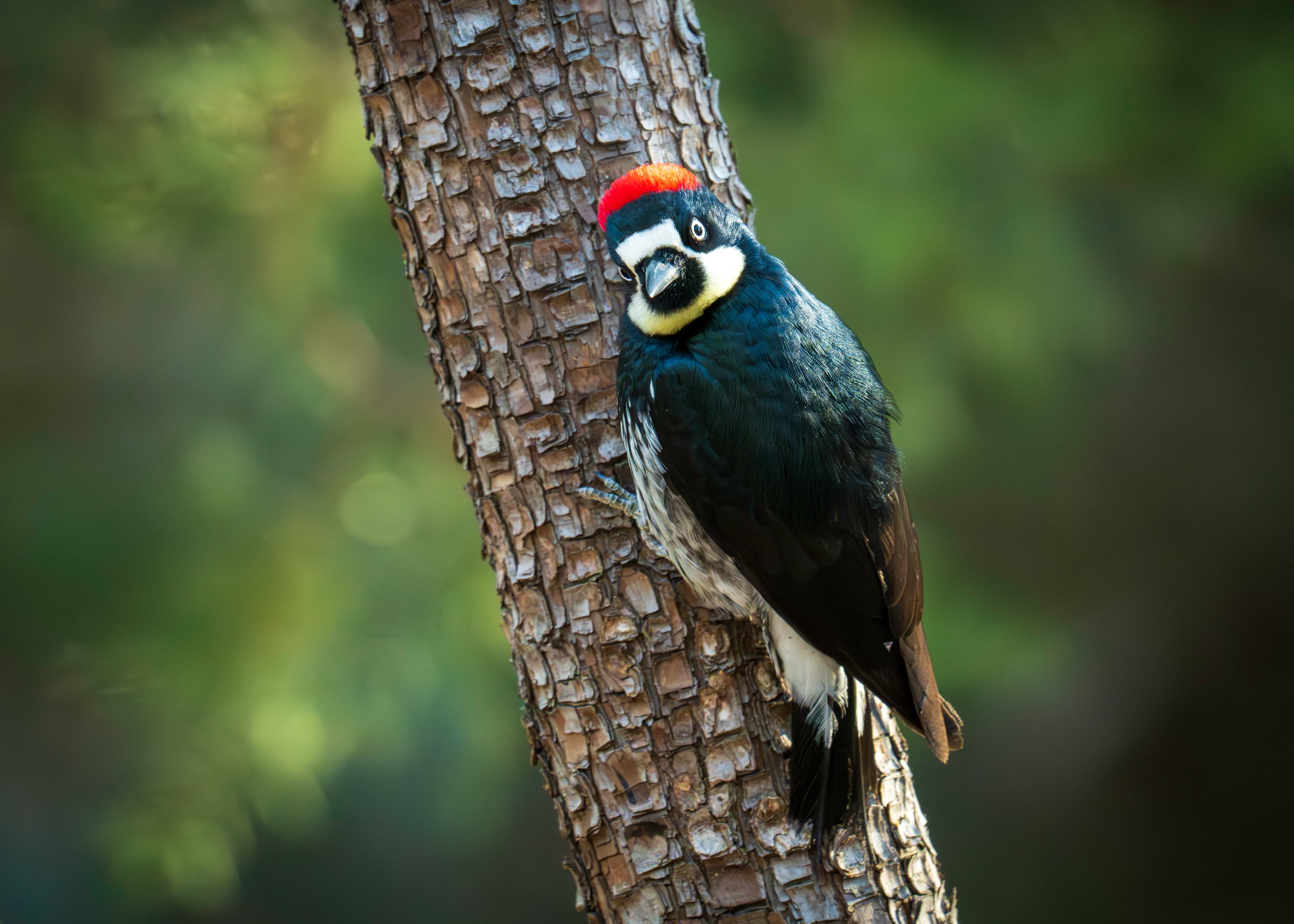 an acorn woodpecker perched on a tree trunk looks at the camera