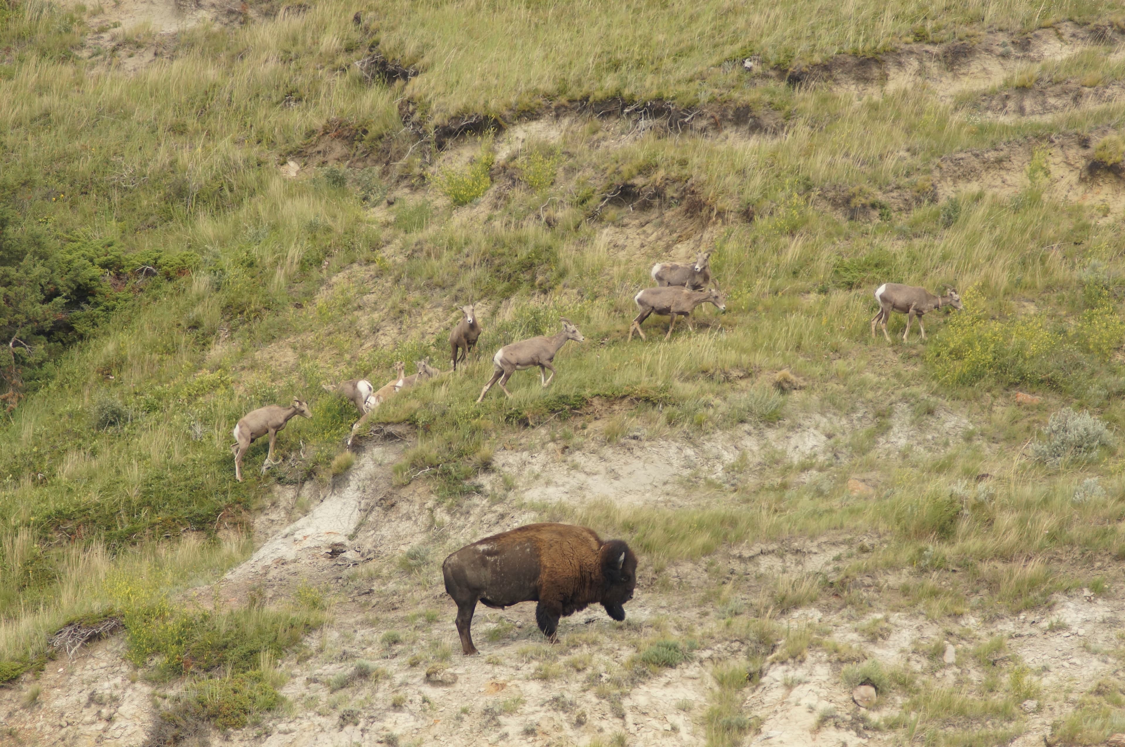 A group of bighorn sheep cross a hillside above a bison.